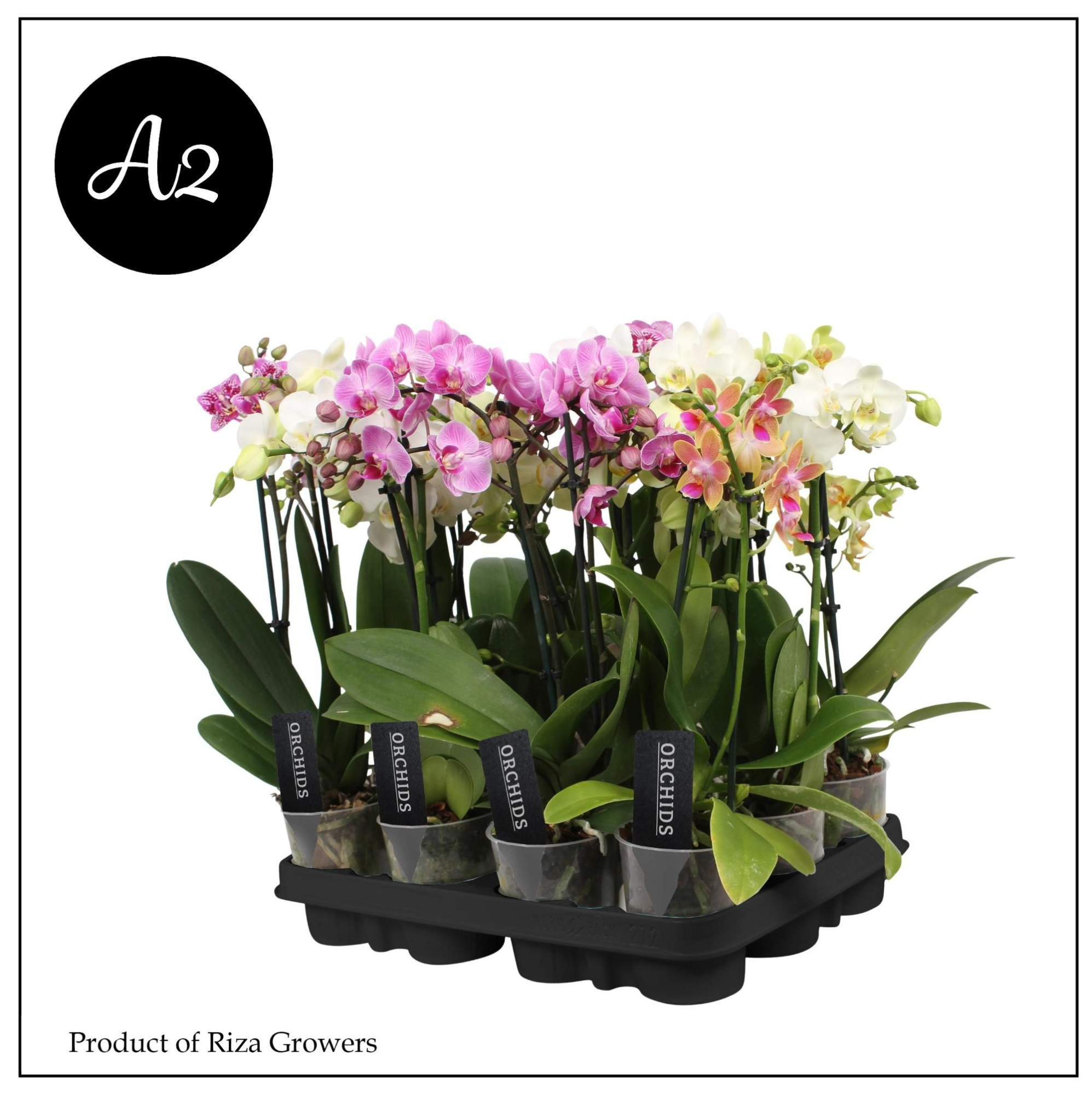 Phal. A2 Multi Mix - 2 spike 9cm, D 9 cm