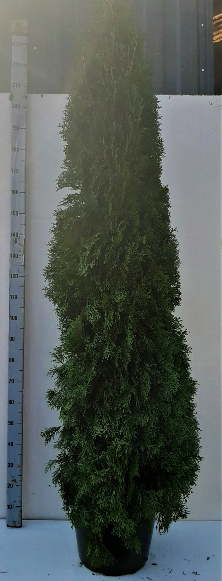 Thuja occ. Smaragd, plantmaat 200-225 cm - Rondgestoken -, D 35 cm