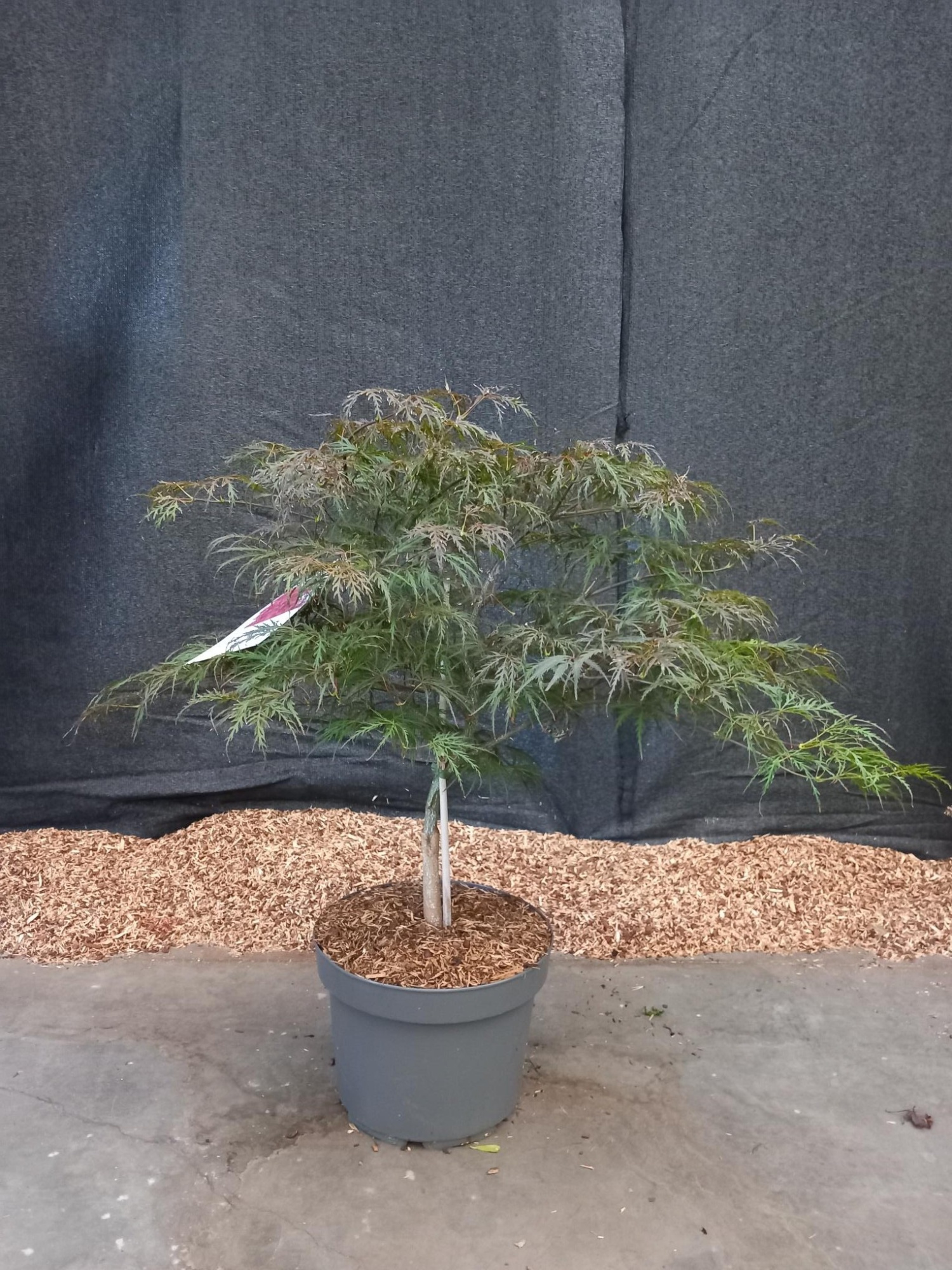 Acer palmatum Garnet, D 29 cm