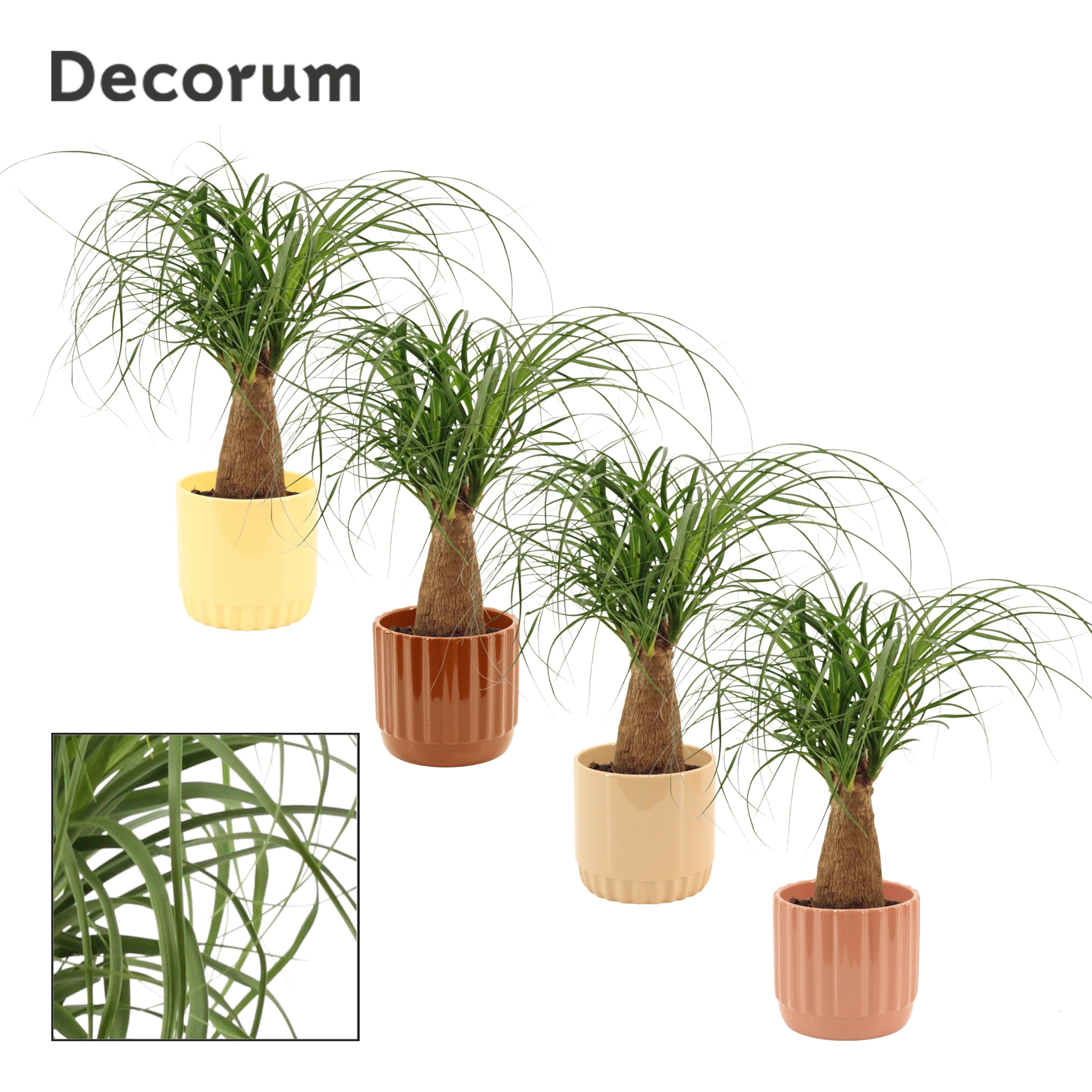 Beaucarnea recht 12 cm in Liam (Coffee blend-collection), D 12 cm