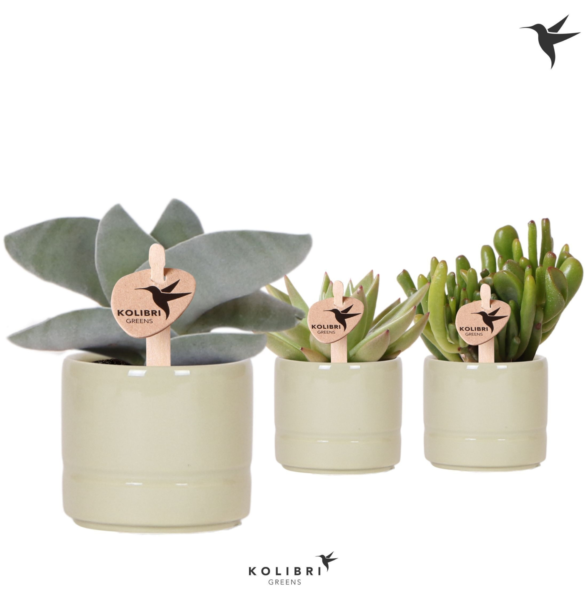 Kolibri Greens Succulenten mix in Pastel pot green, D 6 cm