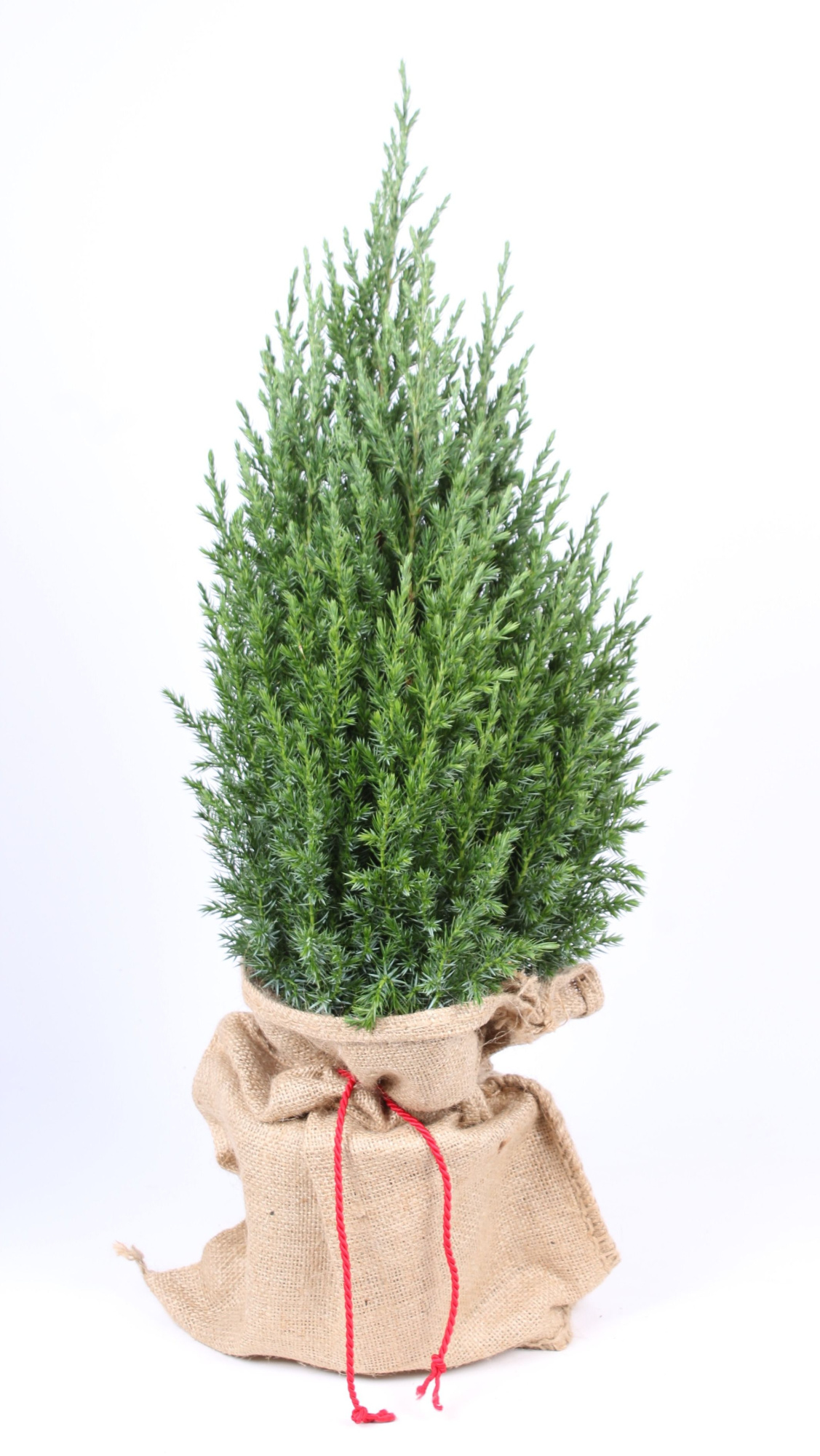 Juniperus chinensis 'Stricta' P-15 in jute zak, D 15 cm