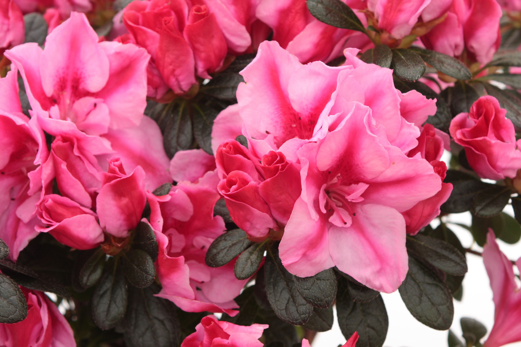 Rhododendron simsii T14 ⌀25-27 pink/red, D 14