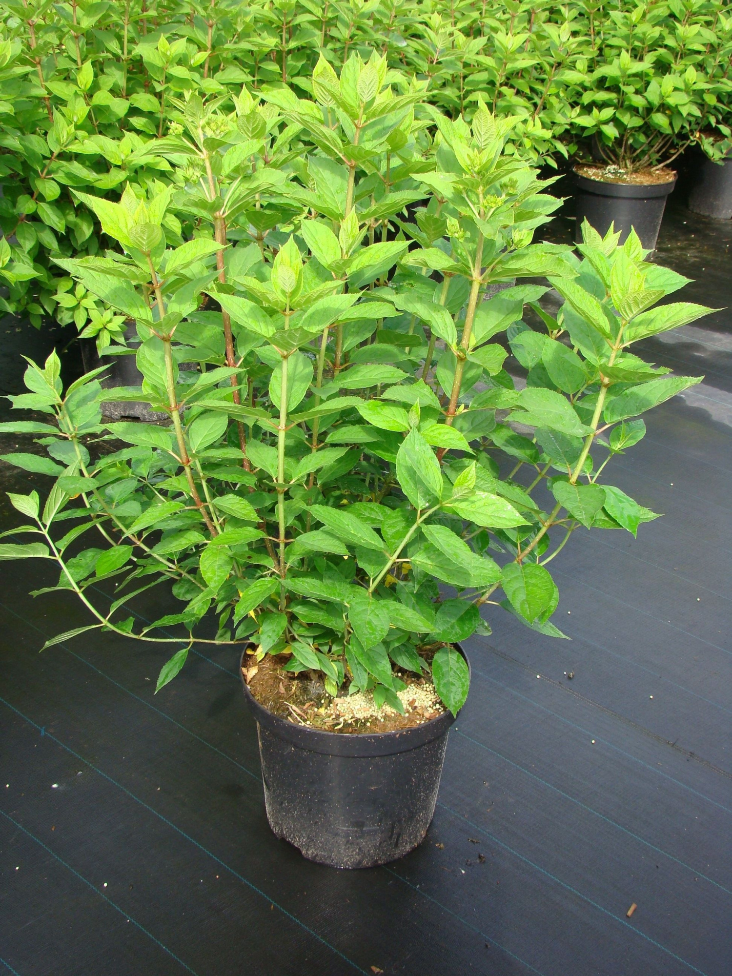 Hydrangea paniculata 'Limelight C 12, D 30 cm