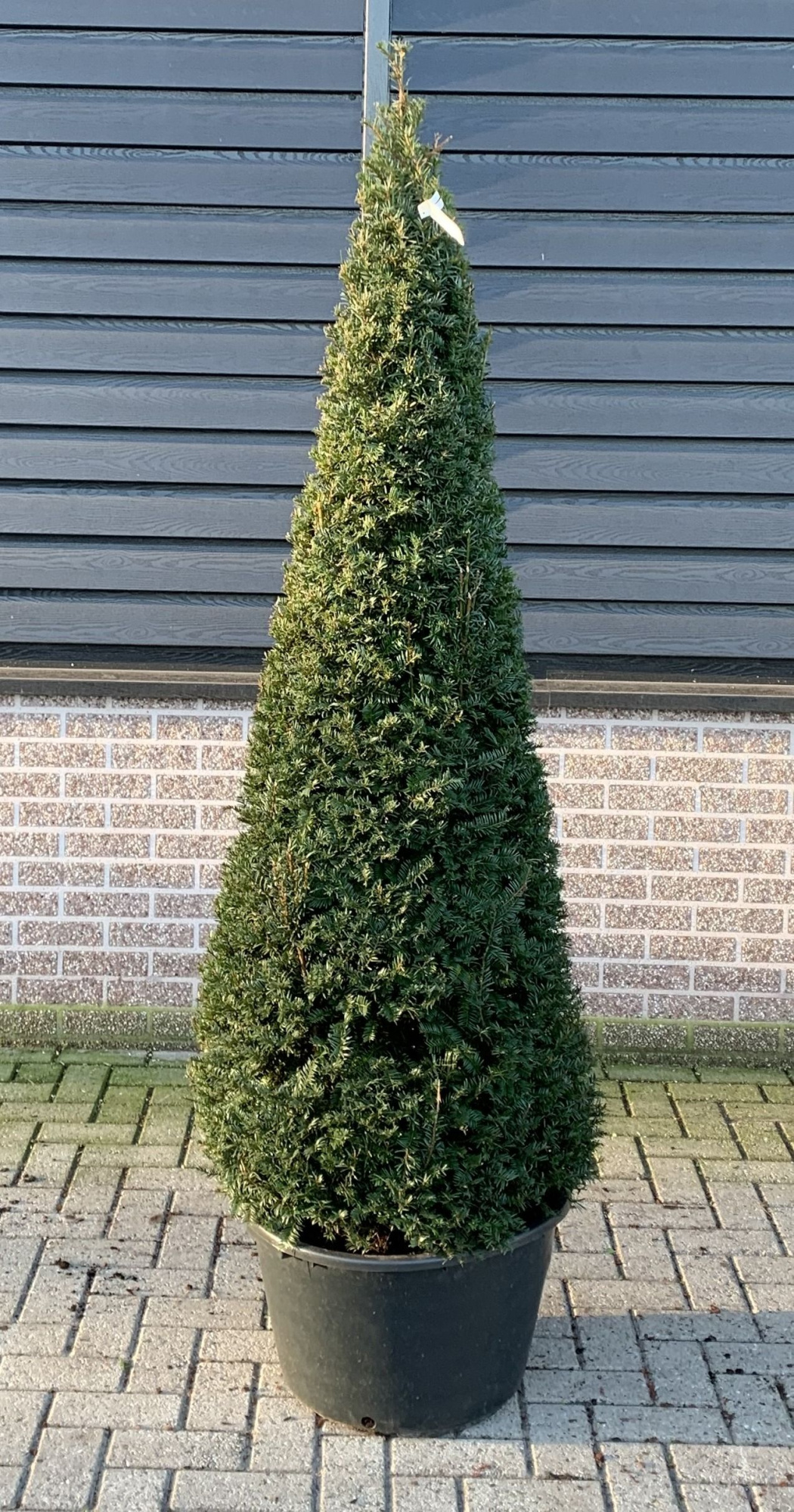 Taxus baccata --kegel 170-180cm, D 55