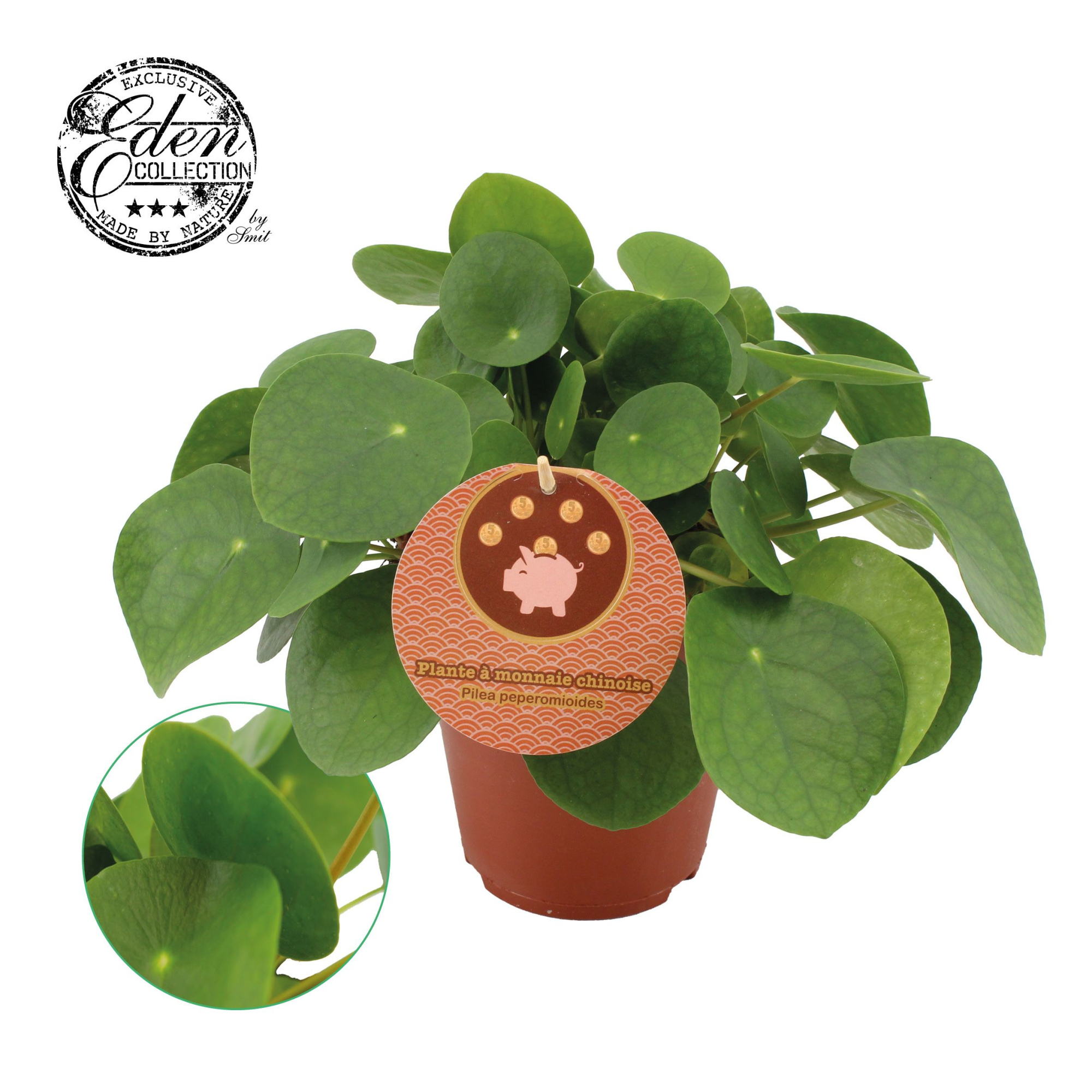 Pilea Peperomioides 15cm Frans etiket, D 15 cm