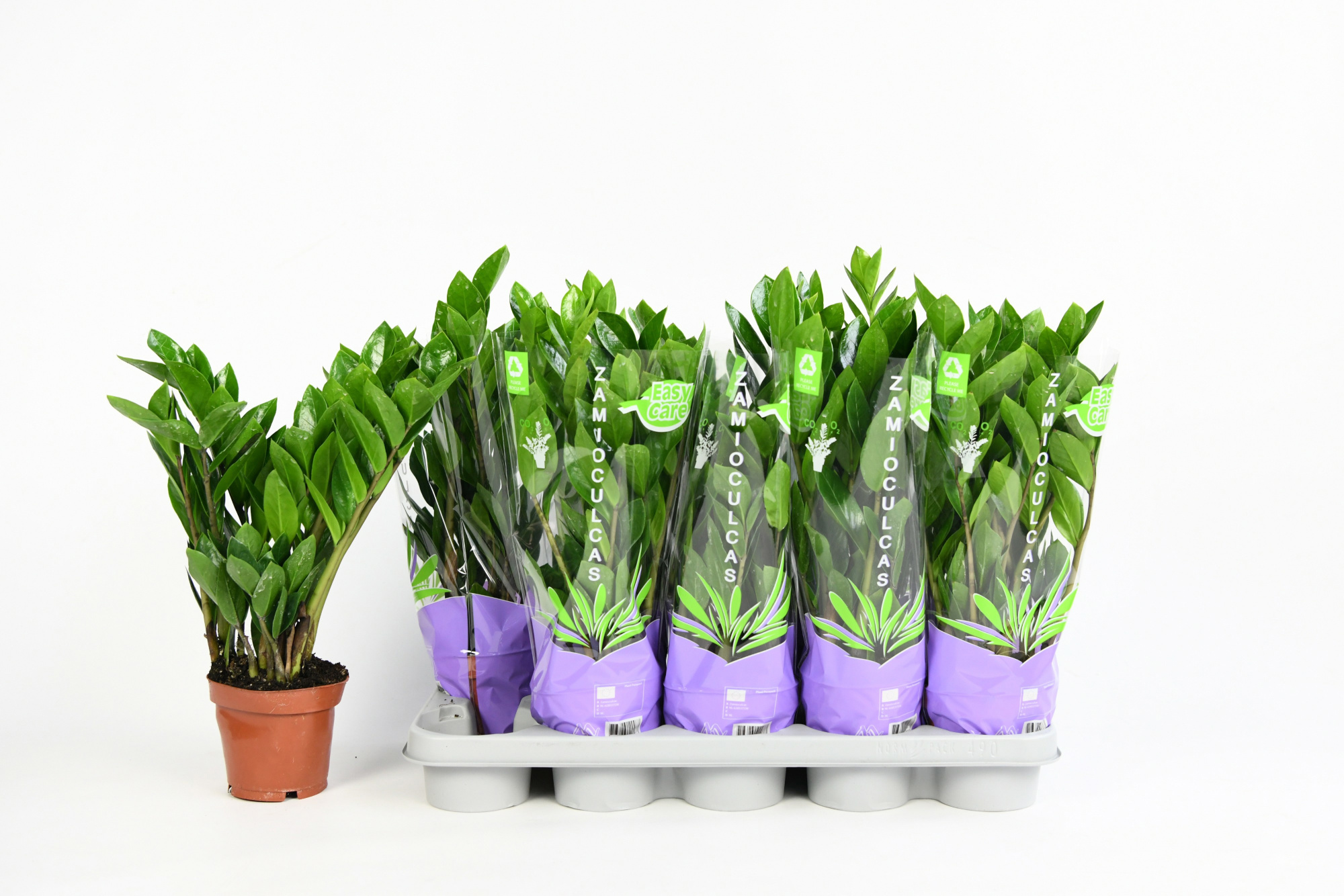 zamioculcas 5-6, D 12