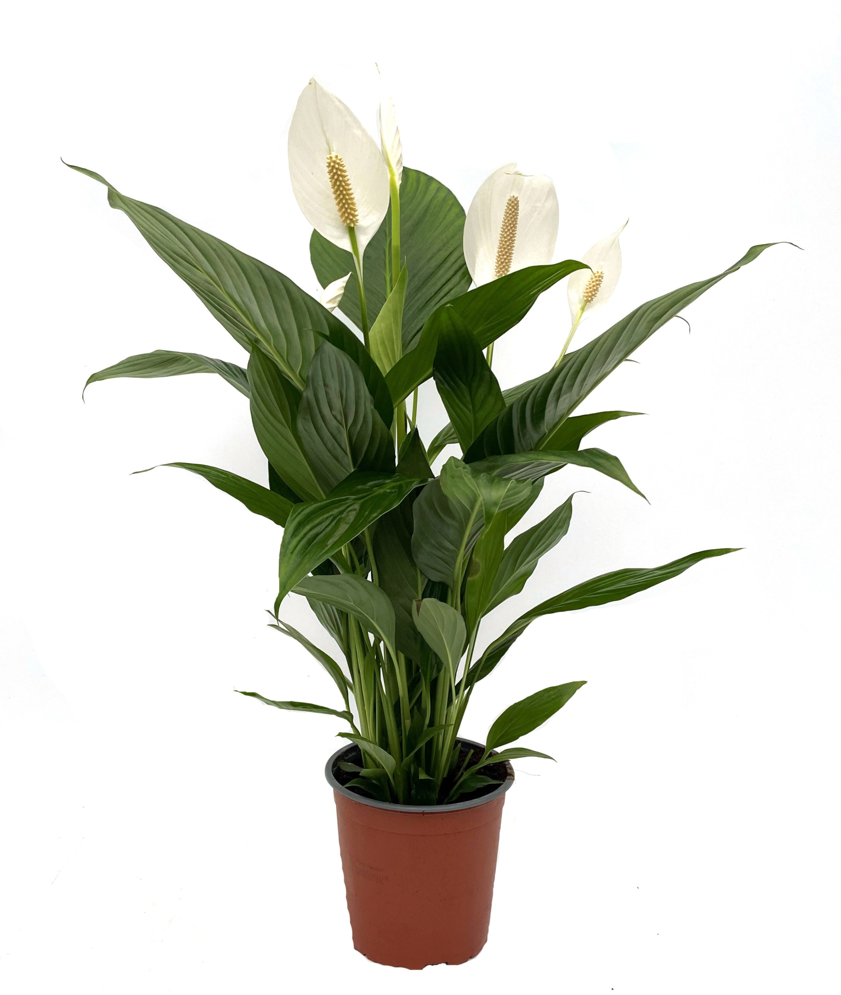 Spathiphyllum Bingo Cupido 17cm zonder hoes, D 17