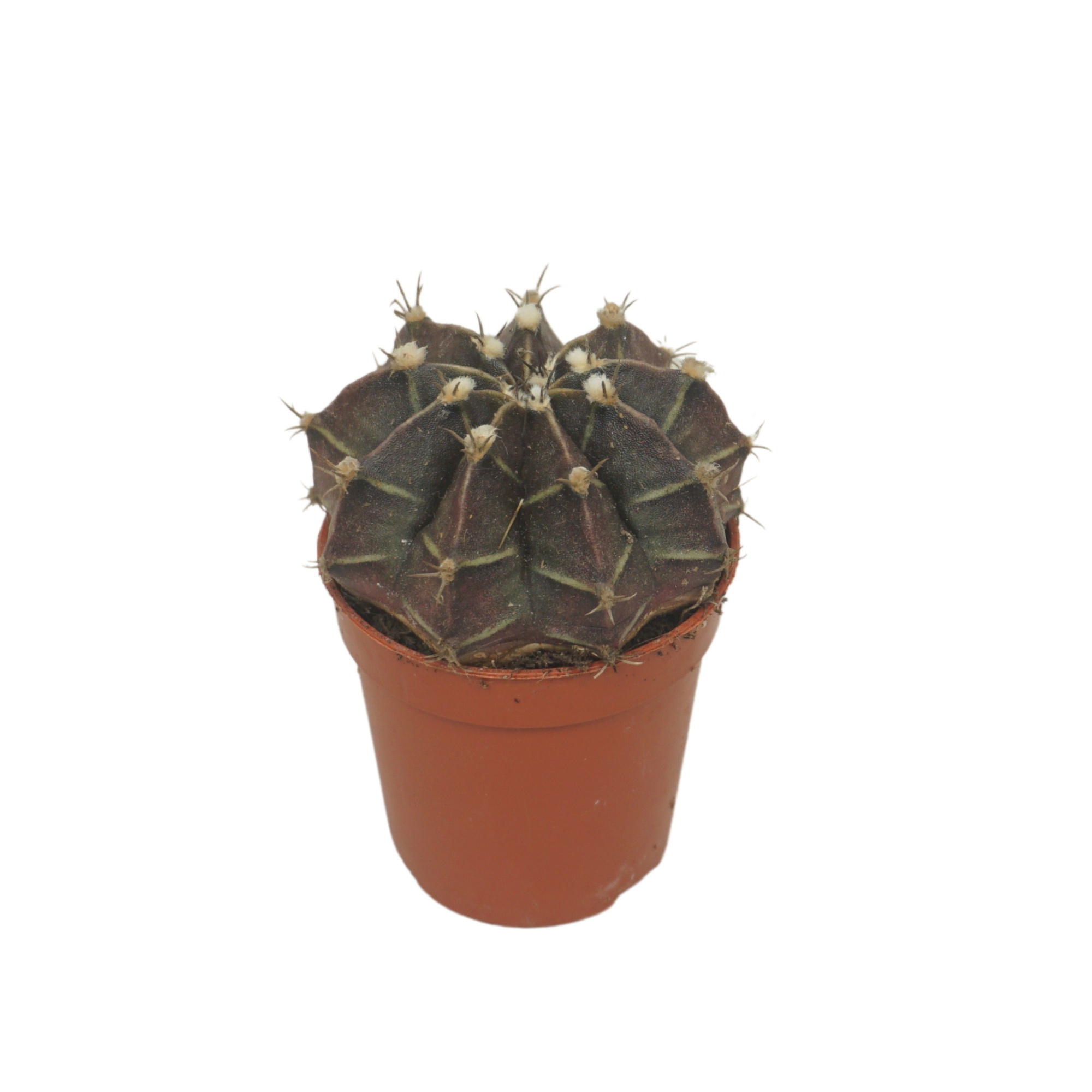 Gymnocalycium mihanovichii 5,5 cm, D 5,5 cm