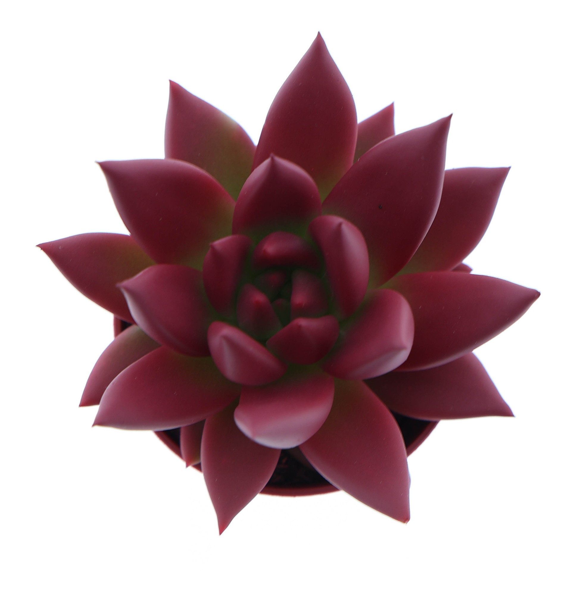 Rainbow bordeaux red, D 5,5 cm