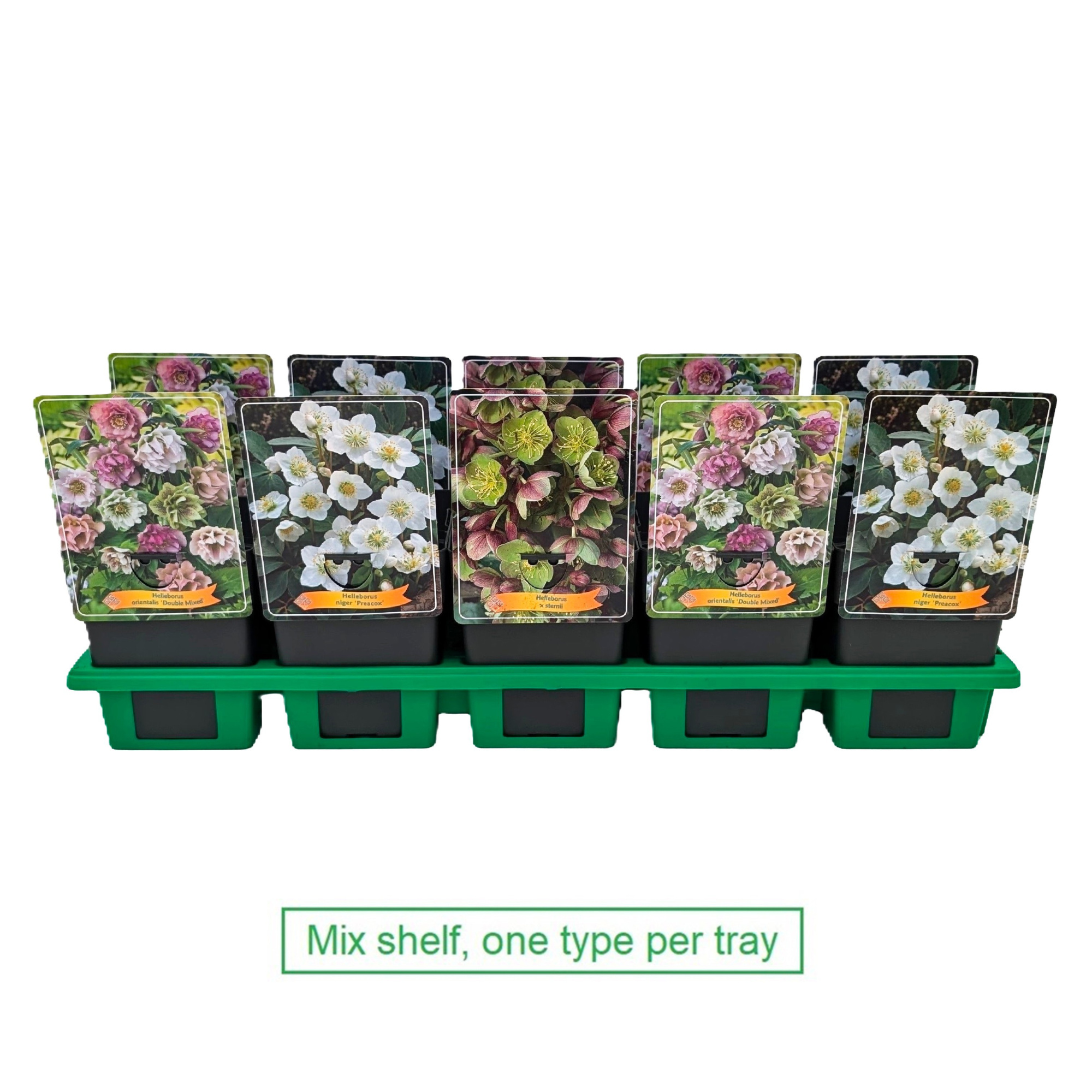 Helleborus mix laag P11, D 11 cm