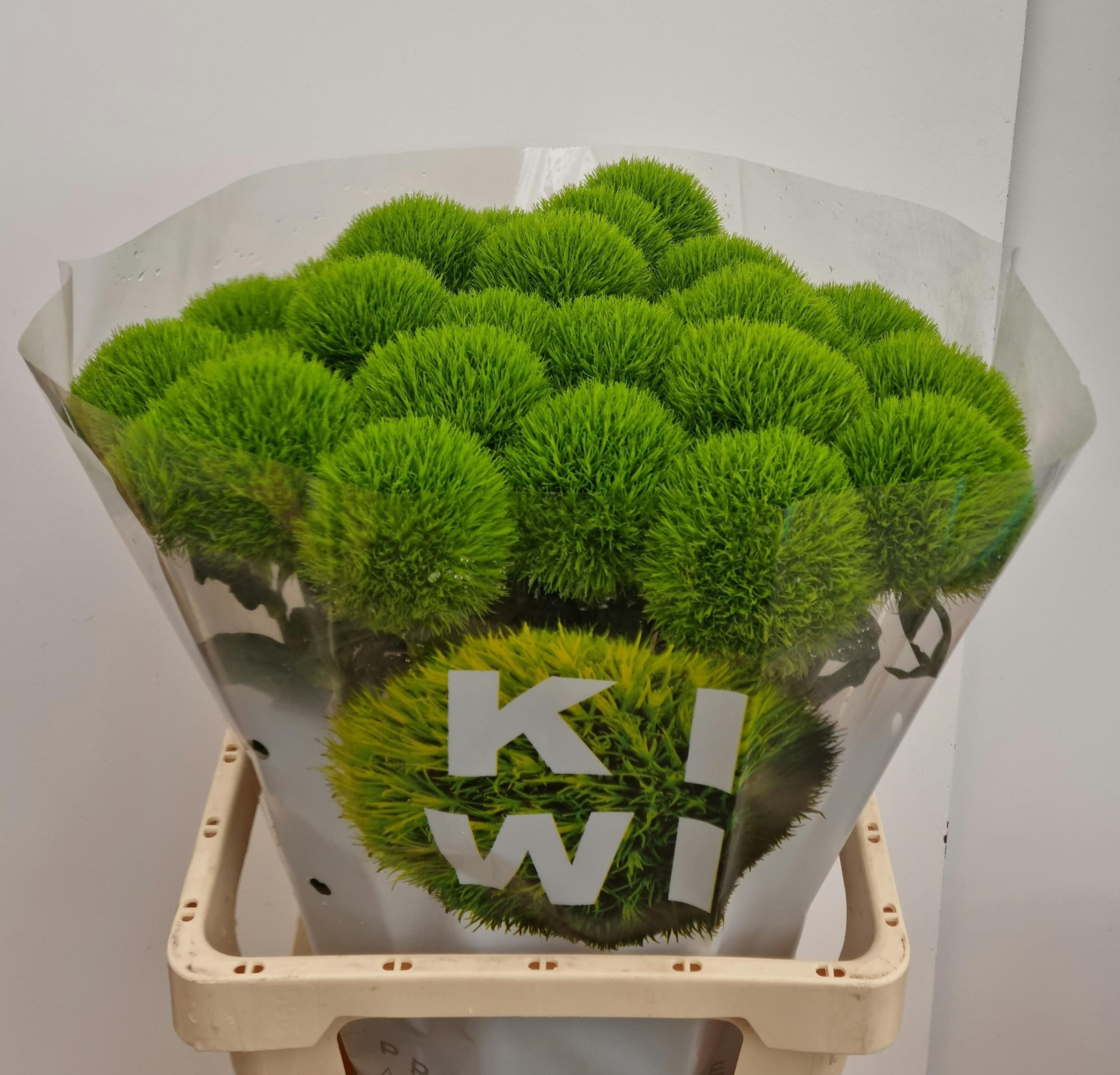 Диантус Барбатус Киви Меллоу 60, шт.