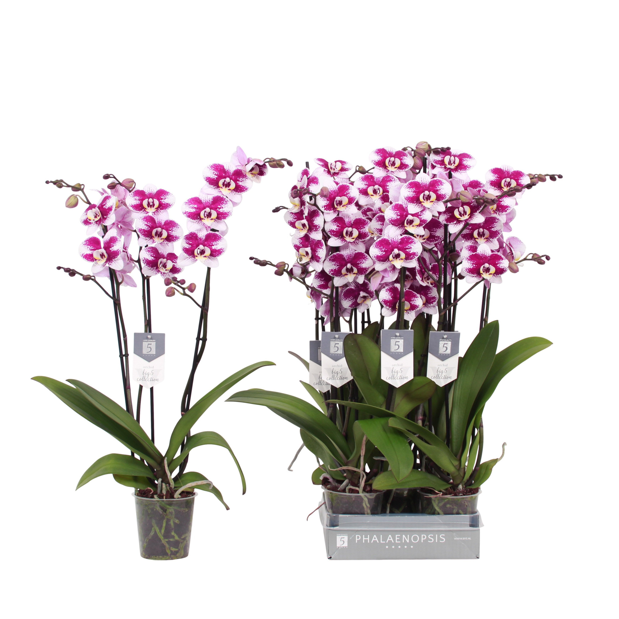 Phalaenopsis Barcelona, 3-spike 22+, D 12 cm