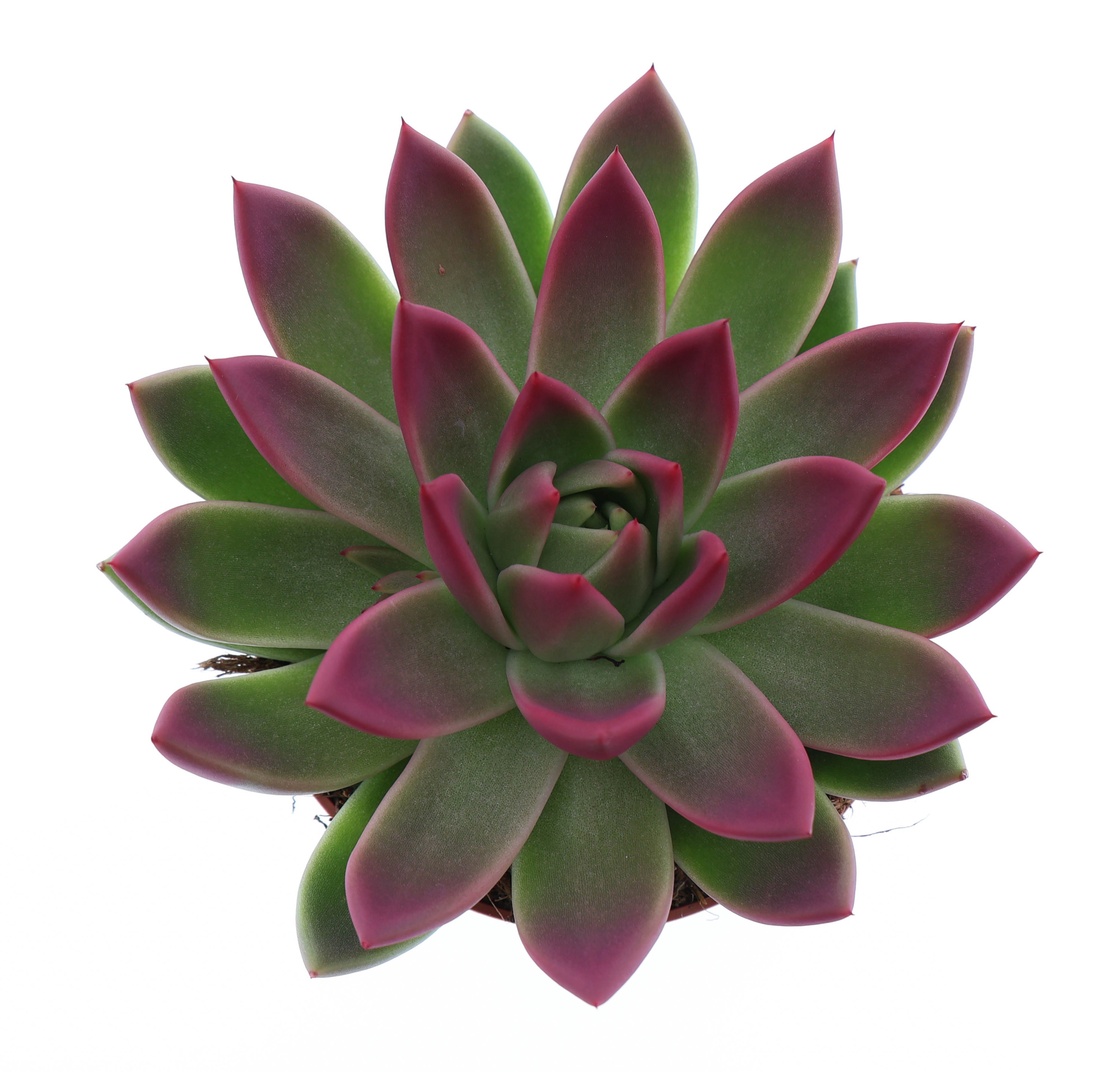 Miranda tips bordeaux red, D 12 cm