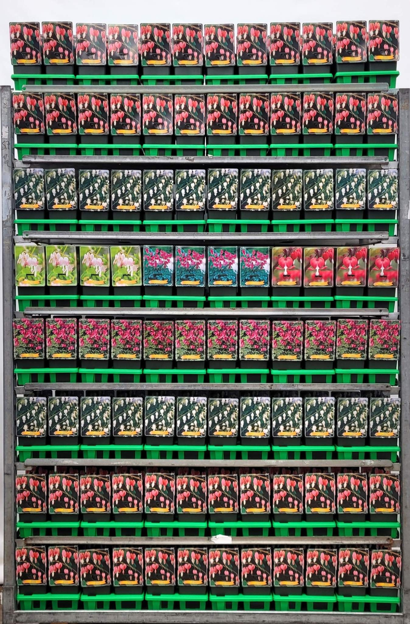 Dicentra mix formosa en spectabilis CC P11, D 11 cm