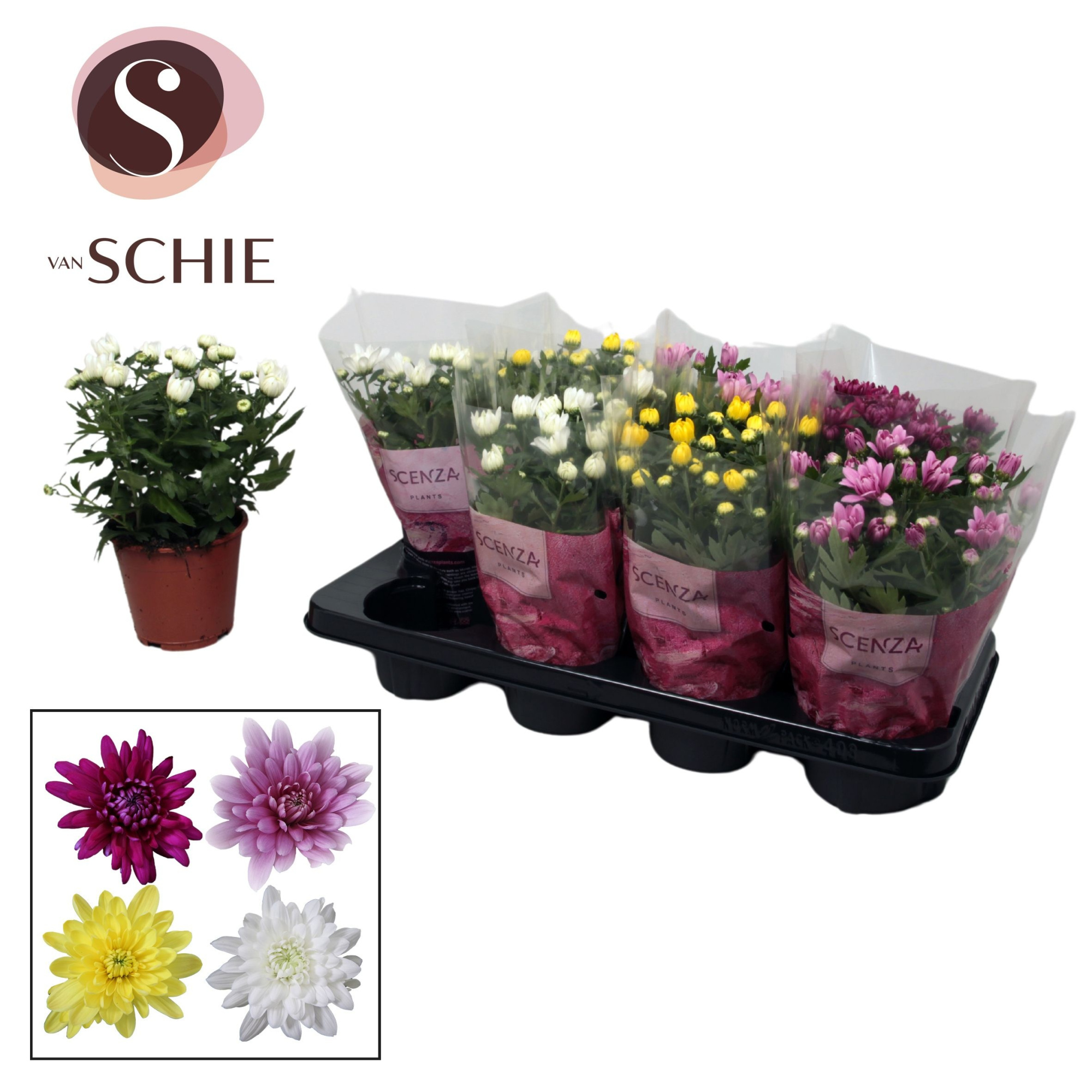 Chrysanne® Gevuldbloemig Mix Stadium 1-2, D 13 cm