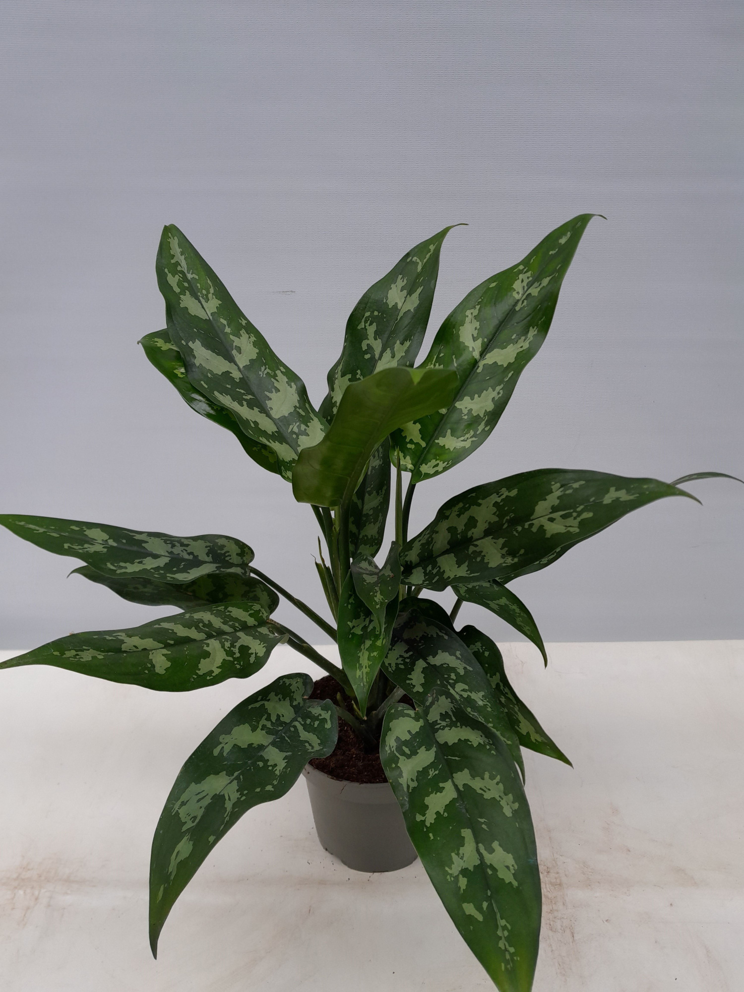 AGLAONEMA COMMUTATUM 'MARIA', D 13
