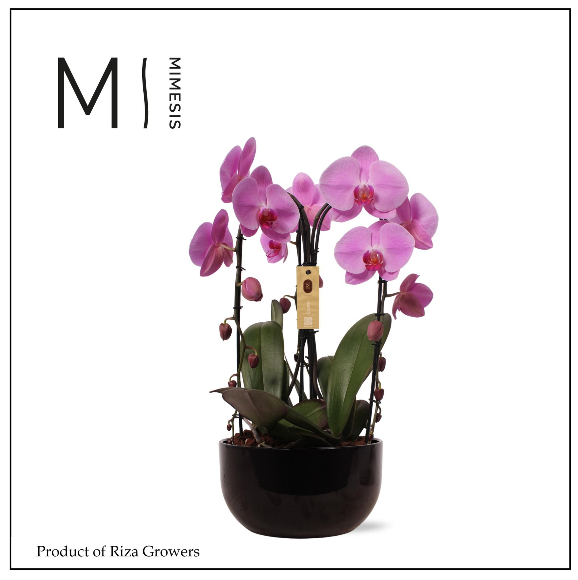 Phalaenopsis Arrangement Crown Pink 3 spike - 26cm in Saskia Black Ceramic | Mimesis, D 26 cm