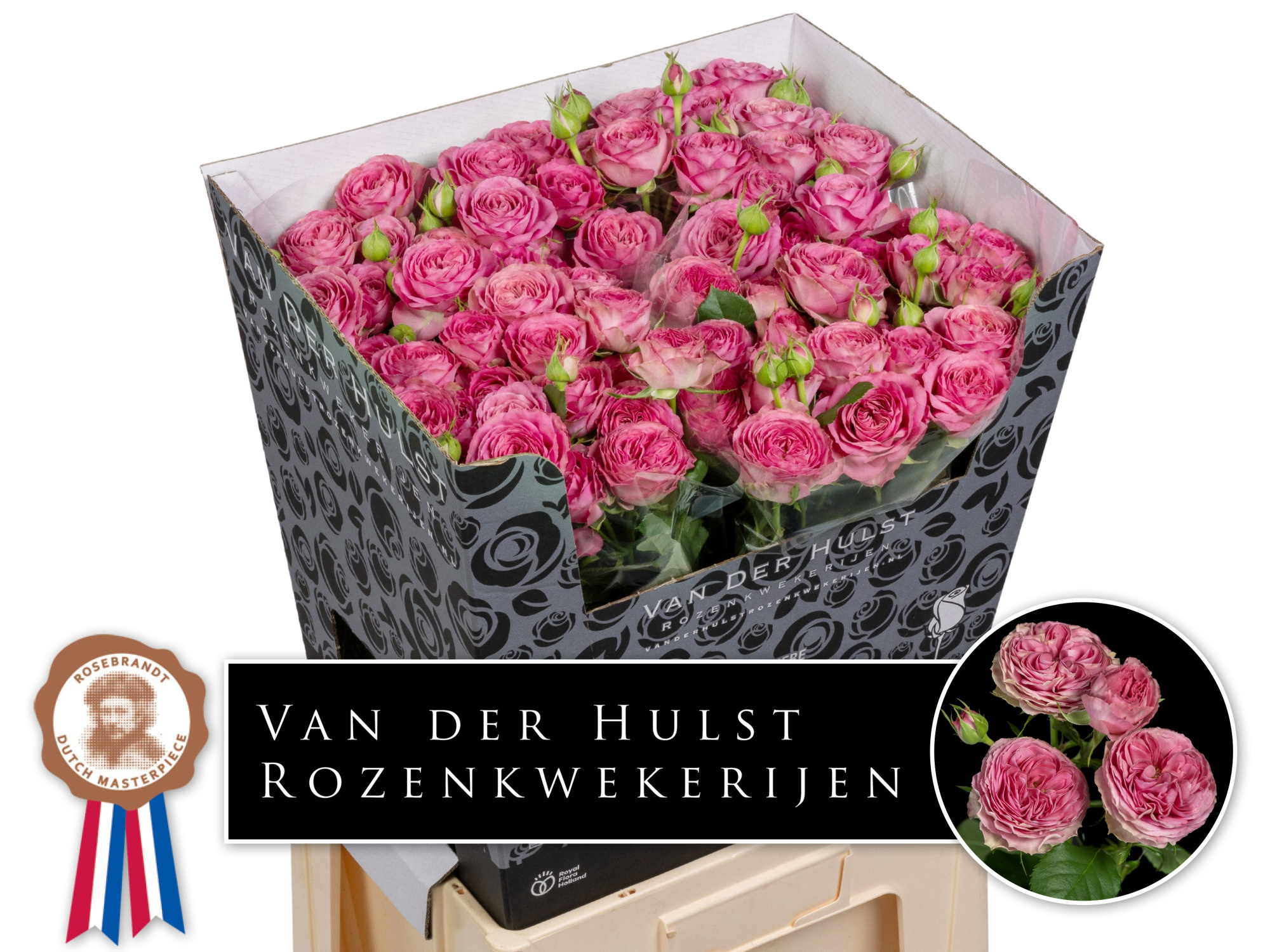 Роза куст. Парадокс! 70, шт.