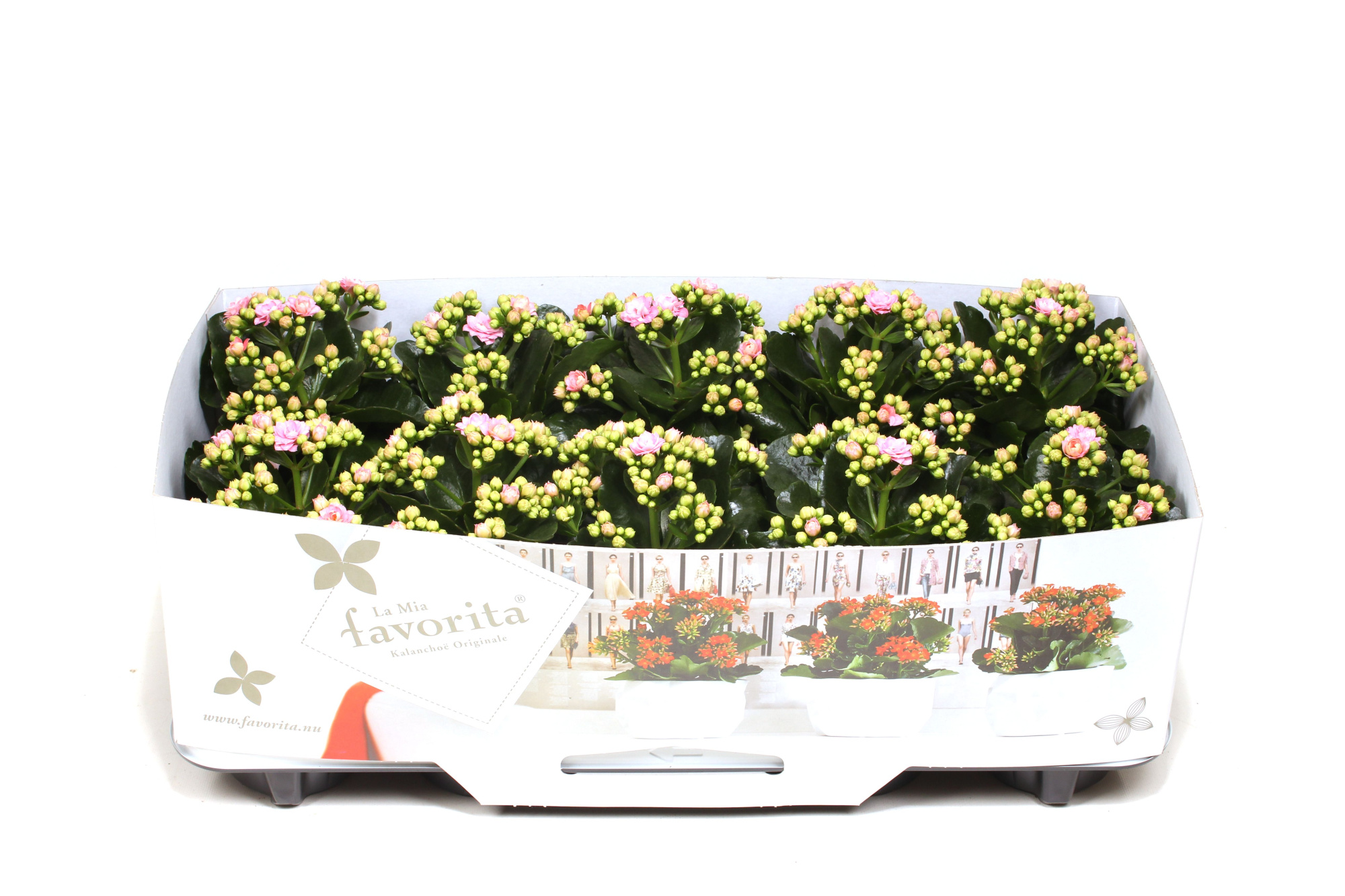 Kalanchoe Double Deluxe Pink No Sleeve, D 10,5 cm