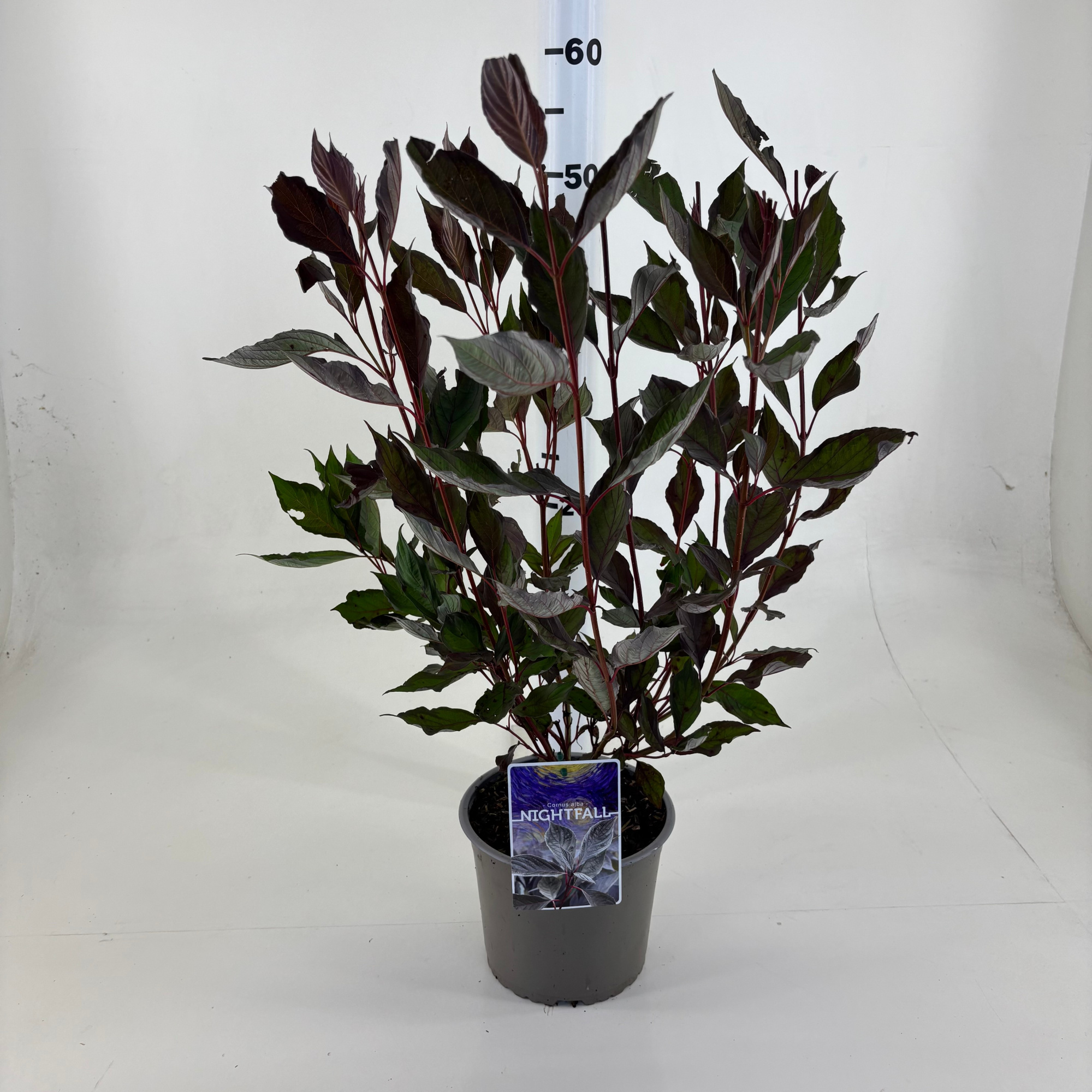 Cornus alba 'Nightfall' ® (beginnend herfstblad), D 19 cm