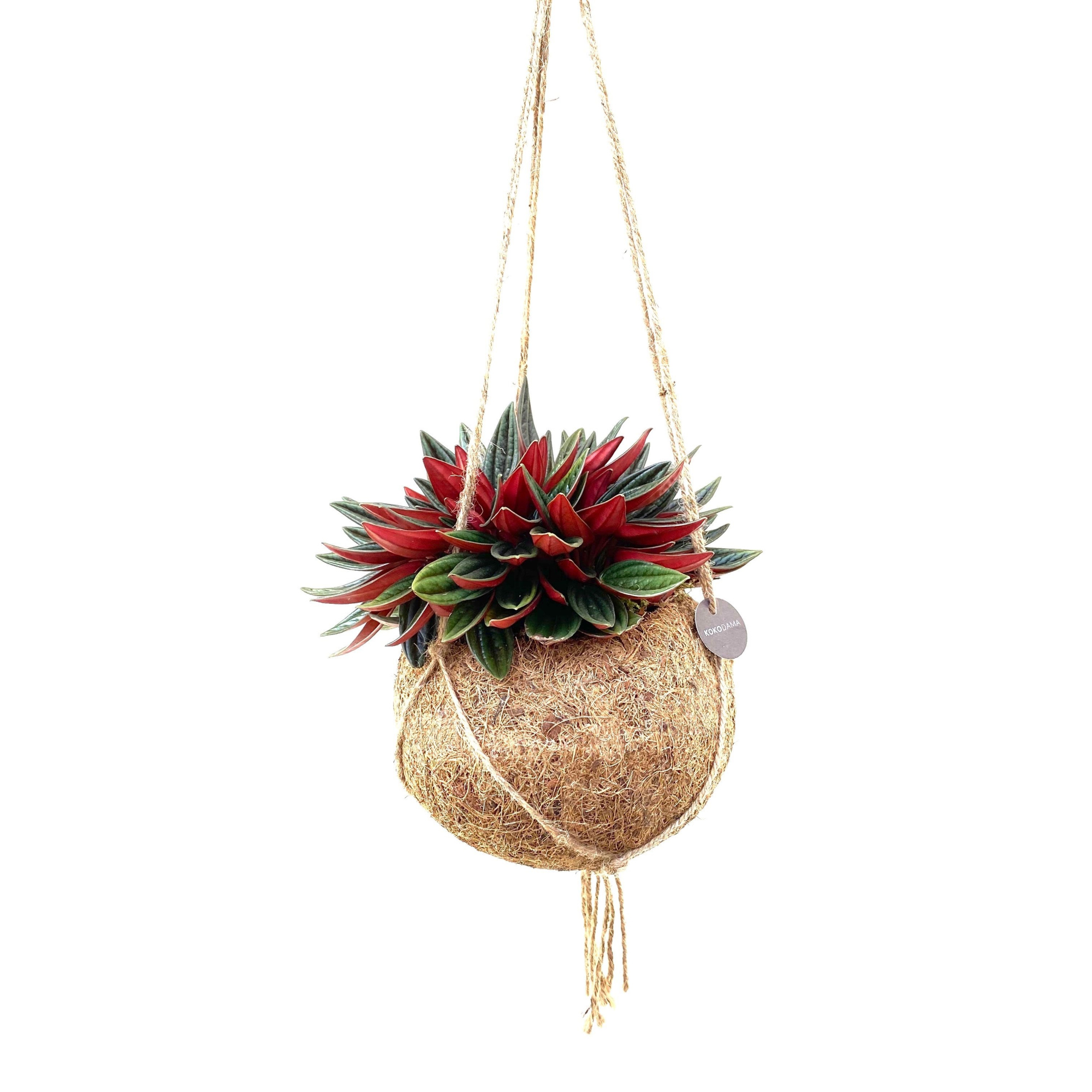 Kokodama 15 cm Peperomia Rosso, D 15 cm