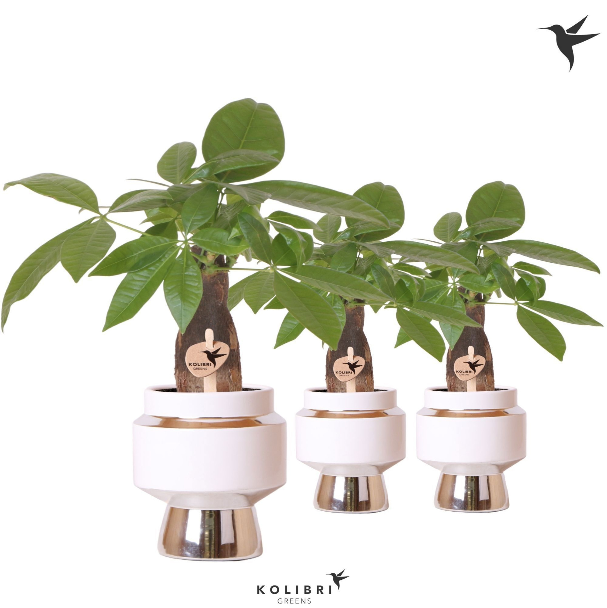 Kolibri Greens Pachira in Le Chic pot silver, D 9 cm