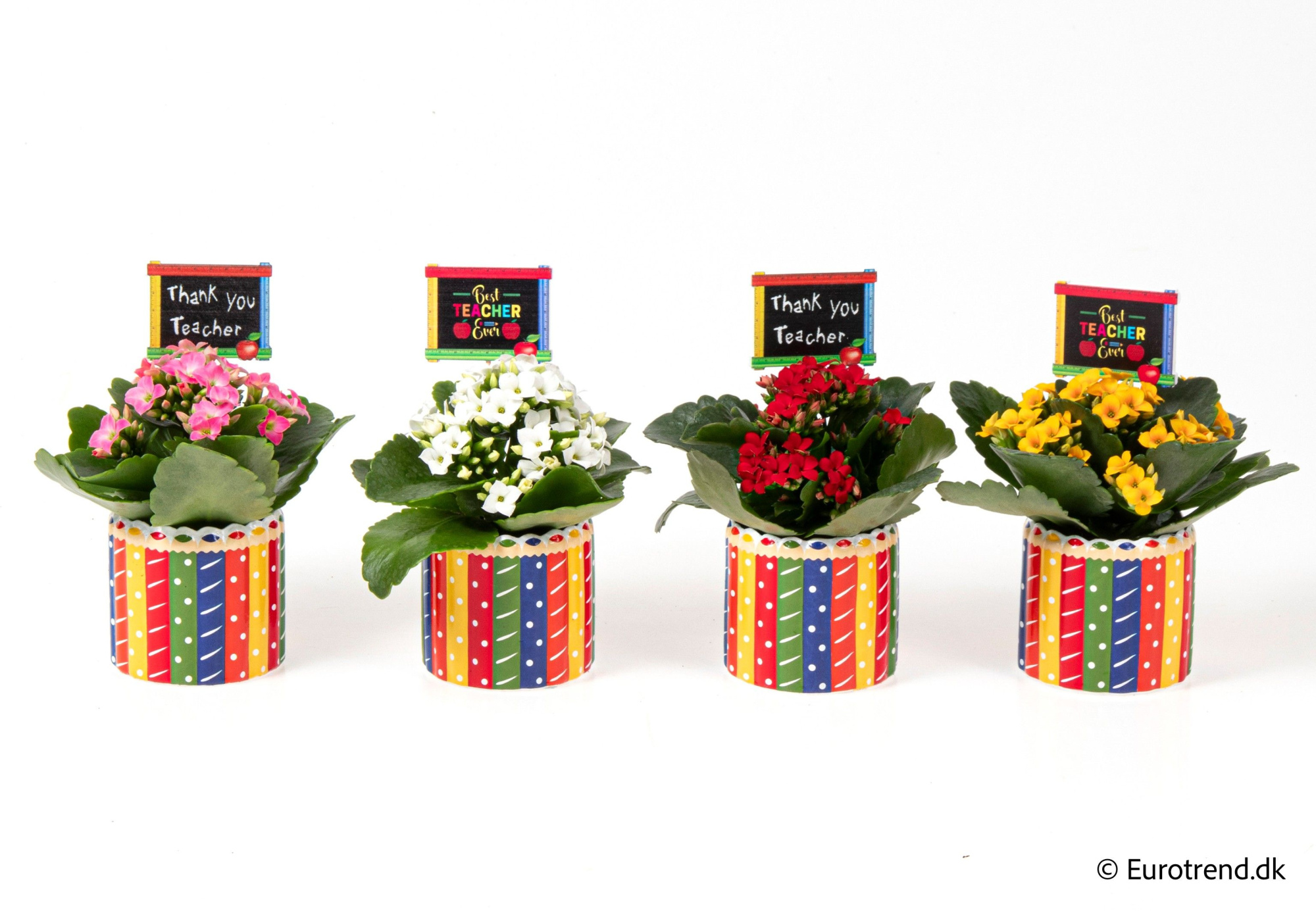 Kalanchoe in pencil ceramic - Spring, Summer & Autumn 2025, D 6 cm