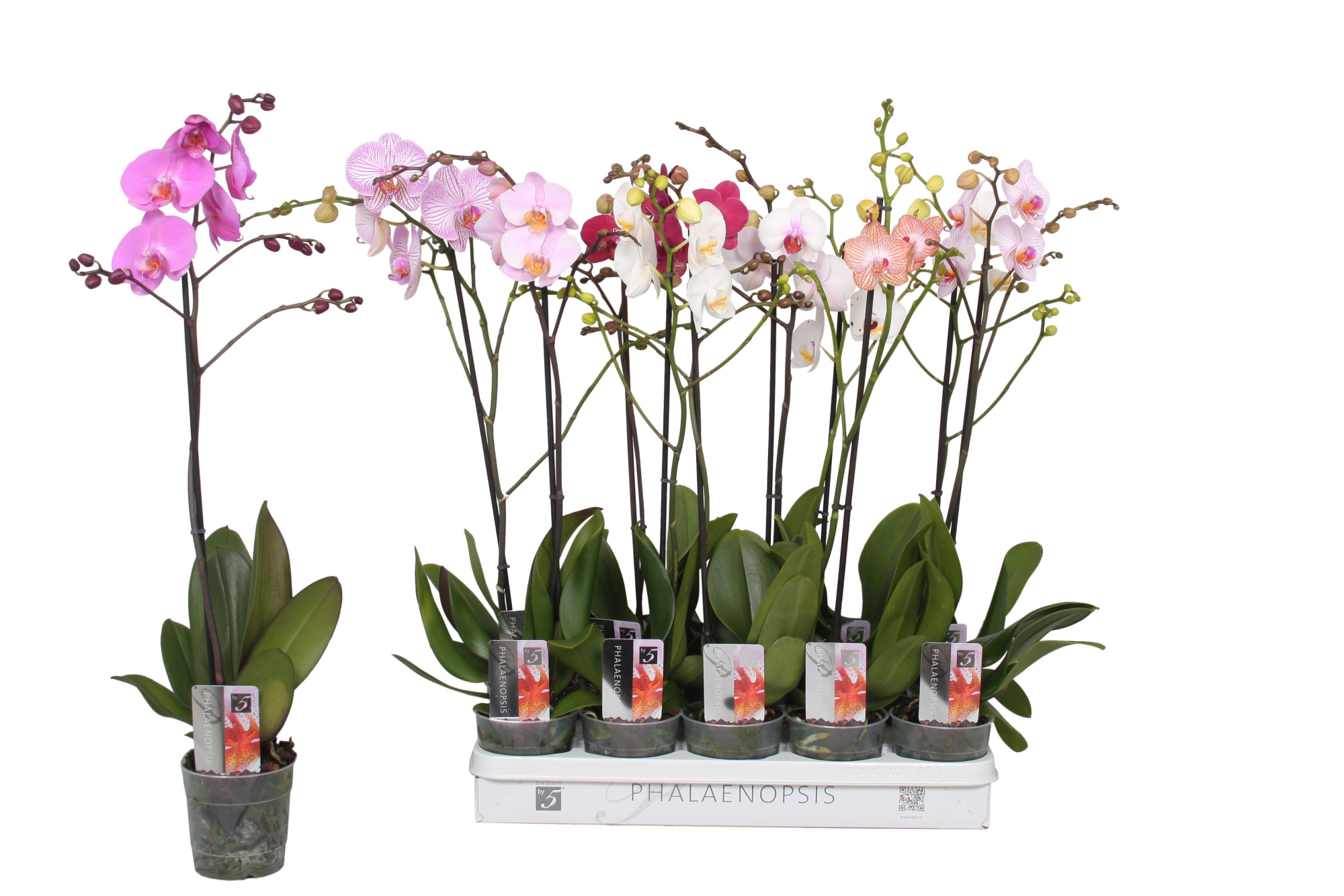 Phalaenopsis 5 color mix, 1-spike 9+/branched, D 12