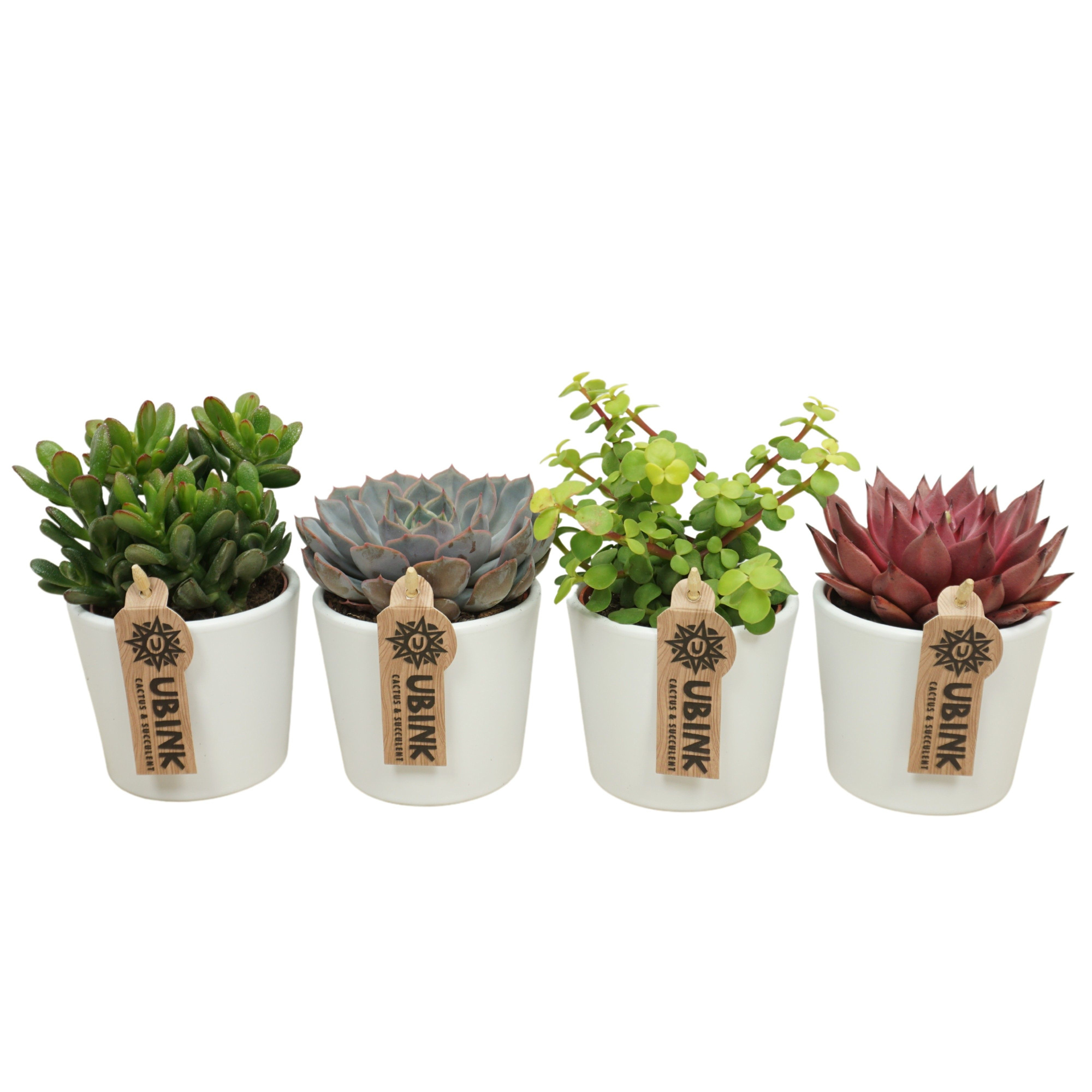 Succulenten mix in 9 cm 'Wit Potje', D 8,5 cm