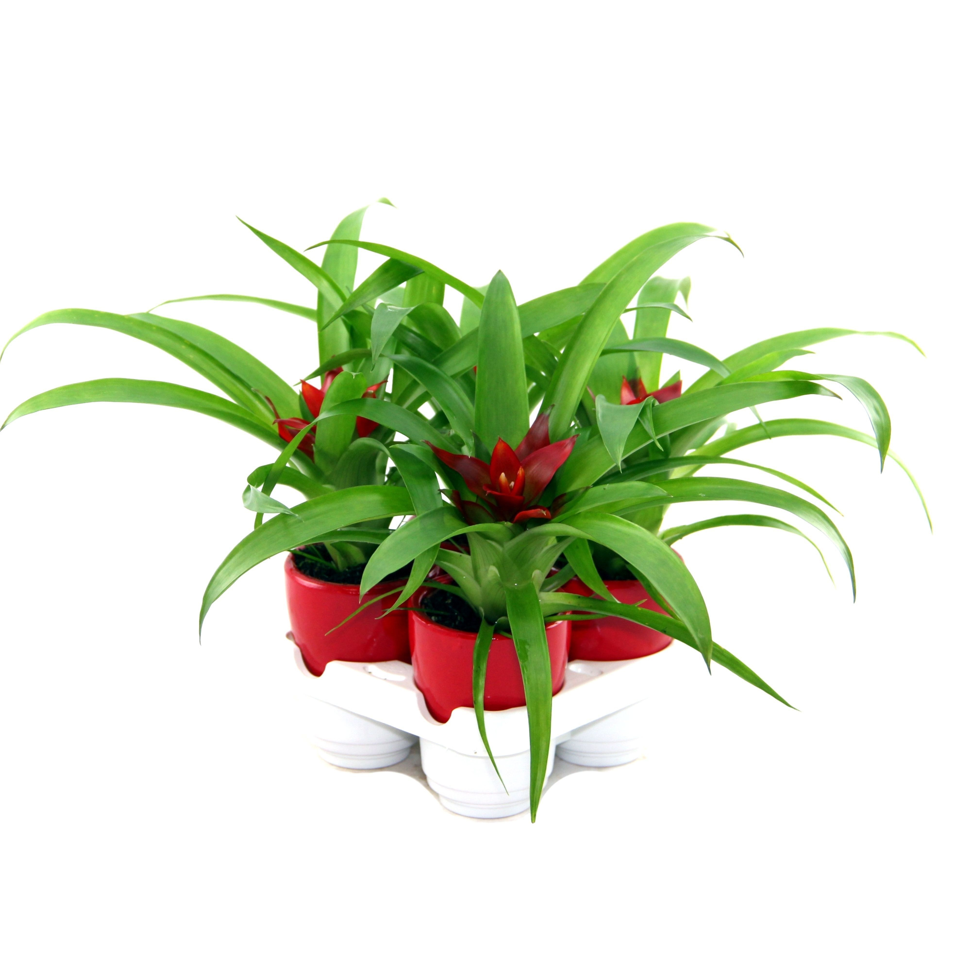 Guzmania Tempo in rood keramiek, D 7 cm