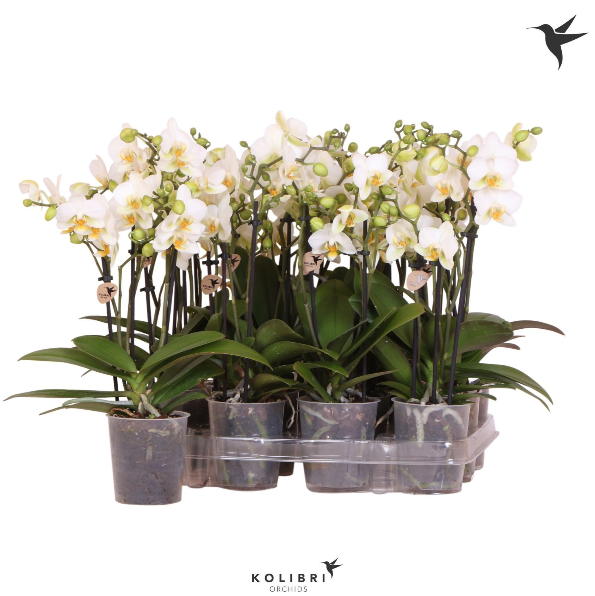 Kolibri Orchids Phalaenopsis White 3 spike no label, D 9 cm