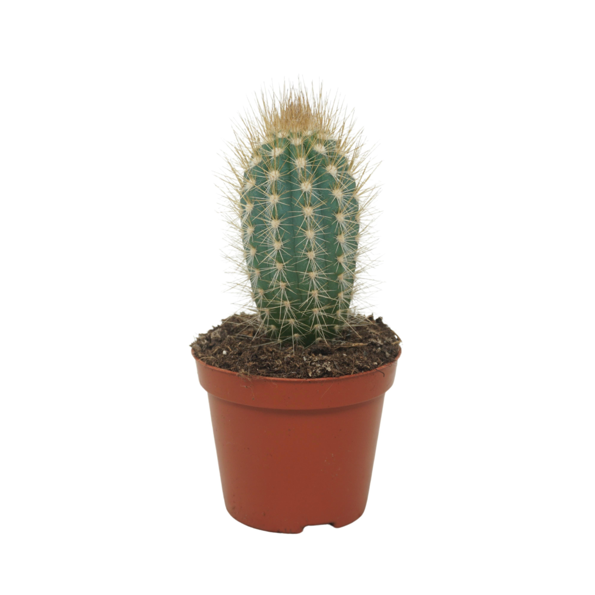 Pilosocereus braunii enkel 8,5 cm, D 8,5