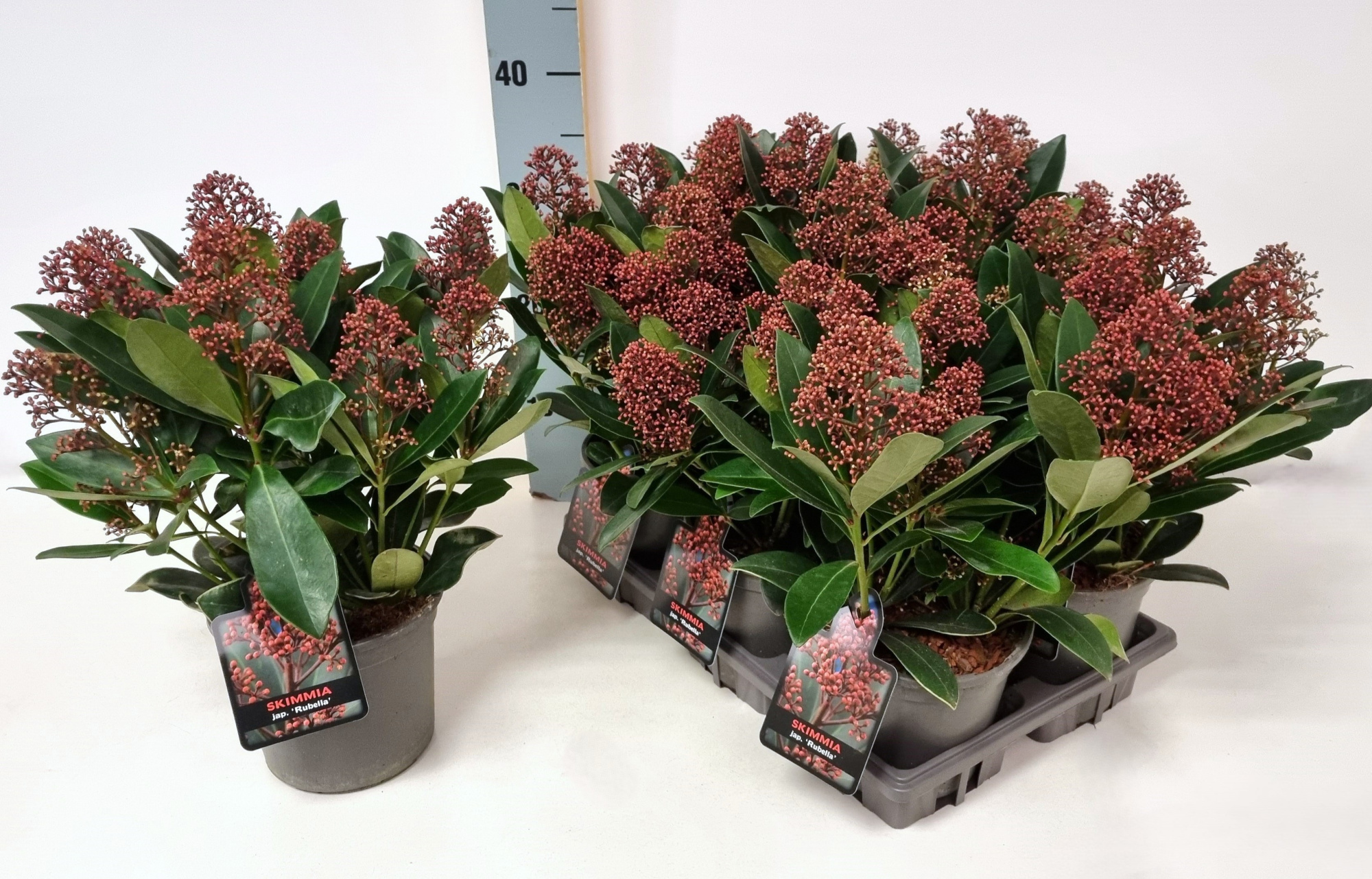 Skimmia jap. 'Rubella' P15, D 15