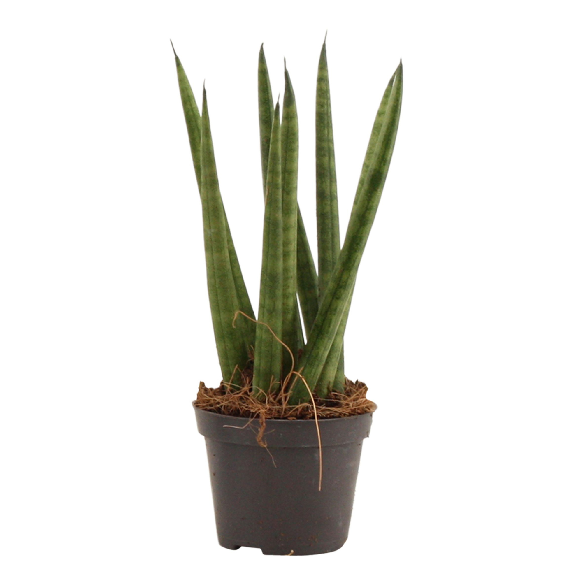 Sansevieria Cylindrica 6 cm Spaghetti, D 6 cm