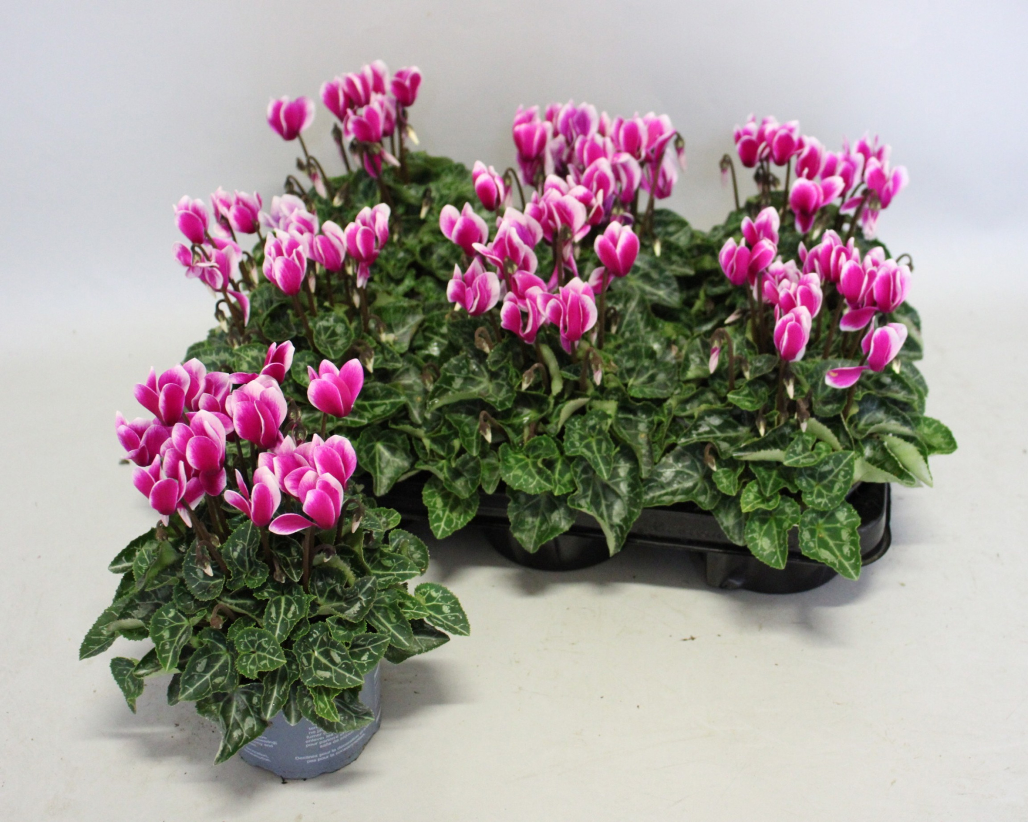 Cyclamen Super Serie 10,5 cm Fuji Dark Violet, D 10,5 cm