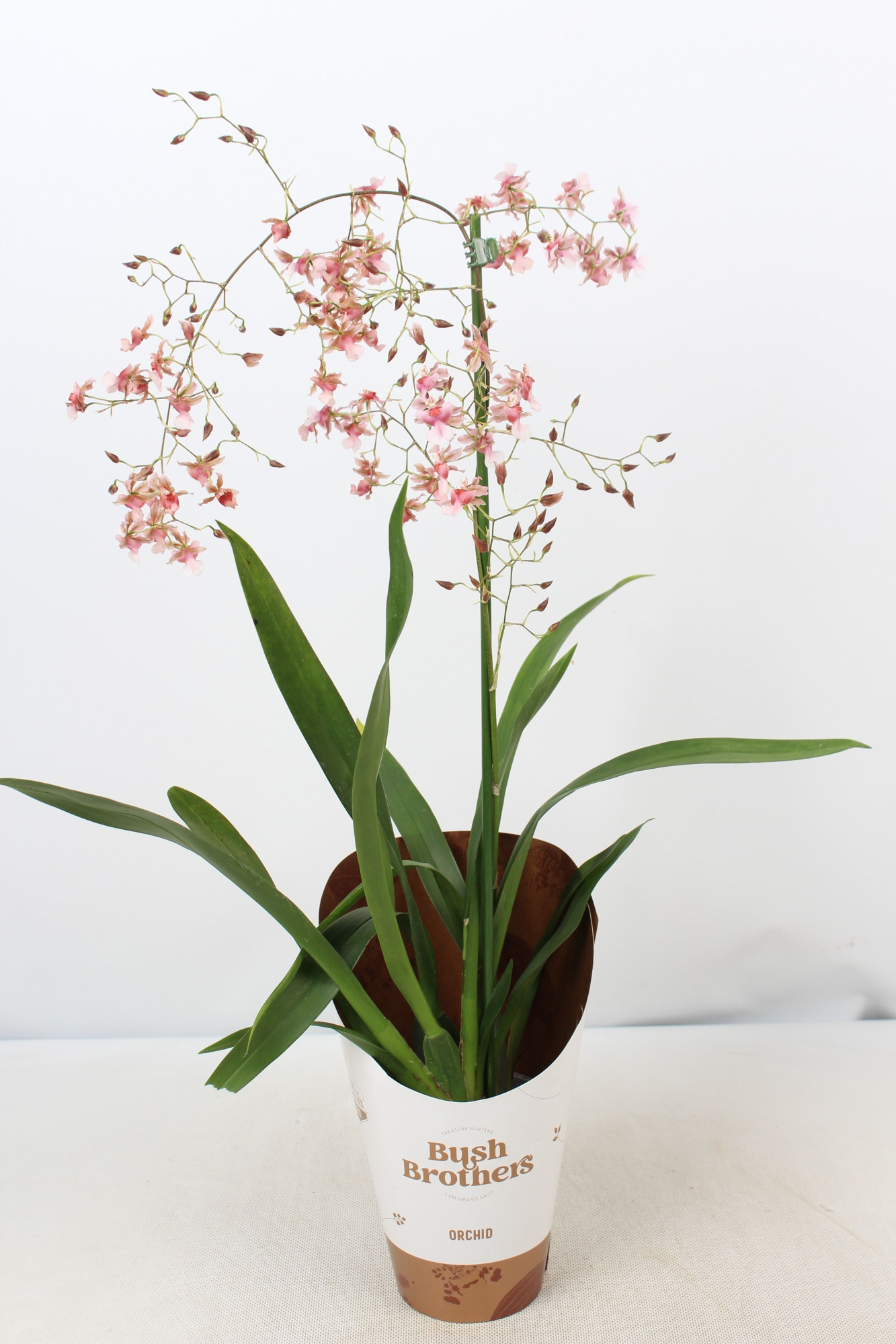 Oncidium Rosy Sunset 1 tak 12 cm, D 12 cm