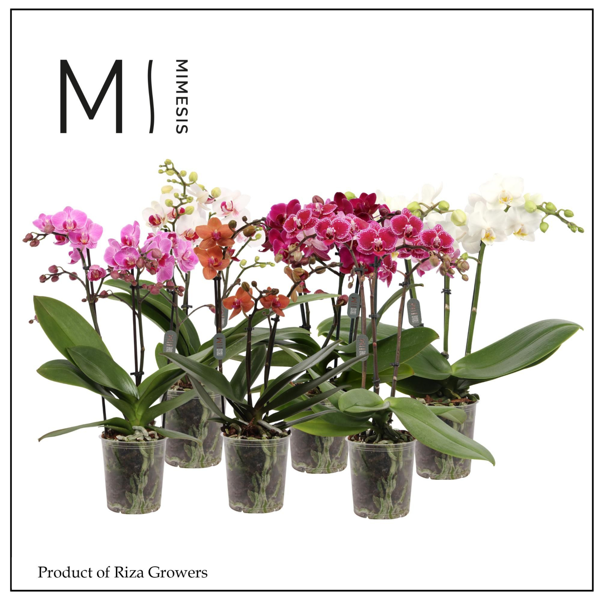 Phalaenopsis Mix 2 Spike - 9cm | Mimesis, D 9 cm