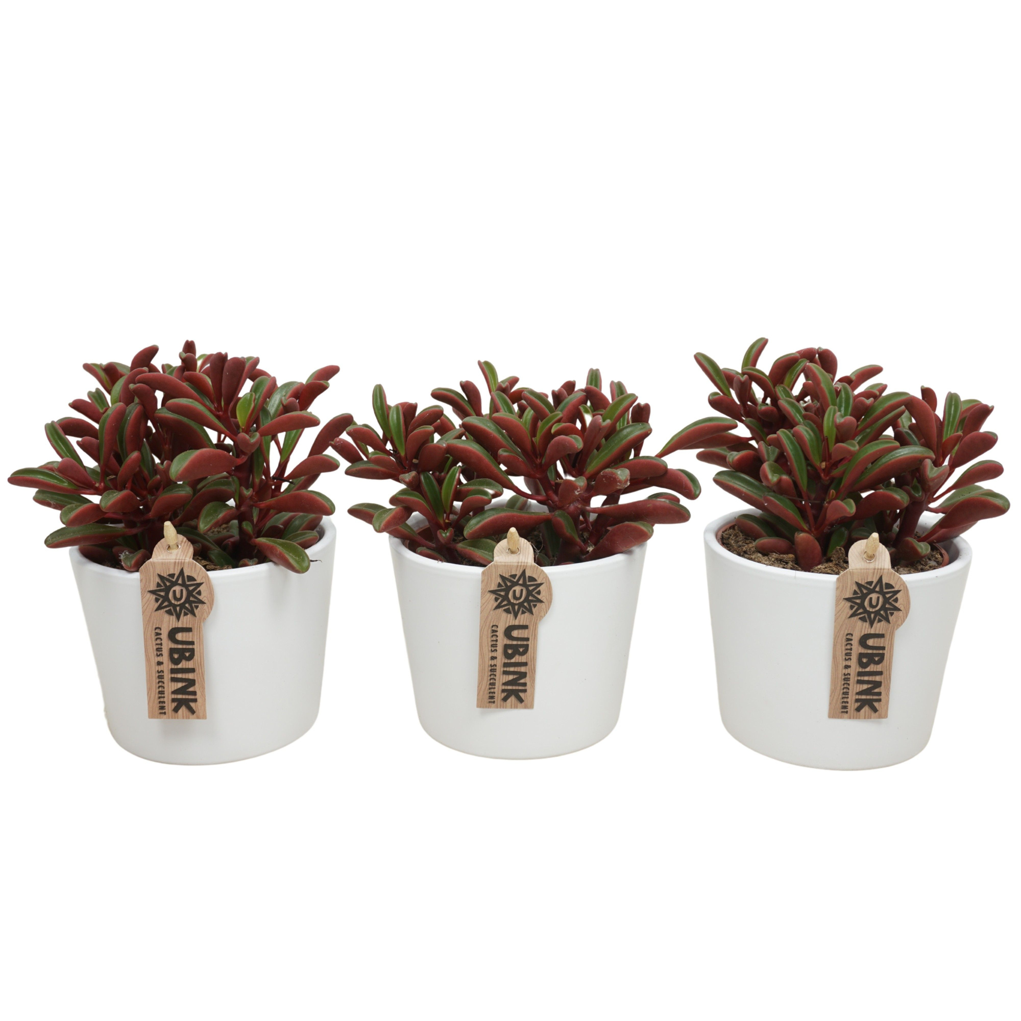 Peperomia graveolens in 12 cm 'Witte Pot', D 10,5 cm