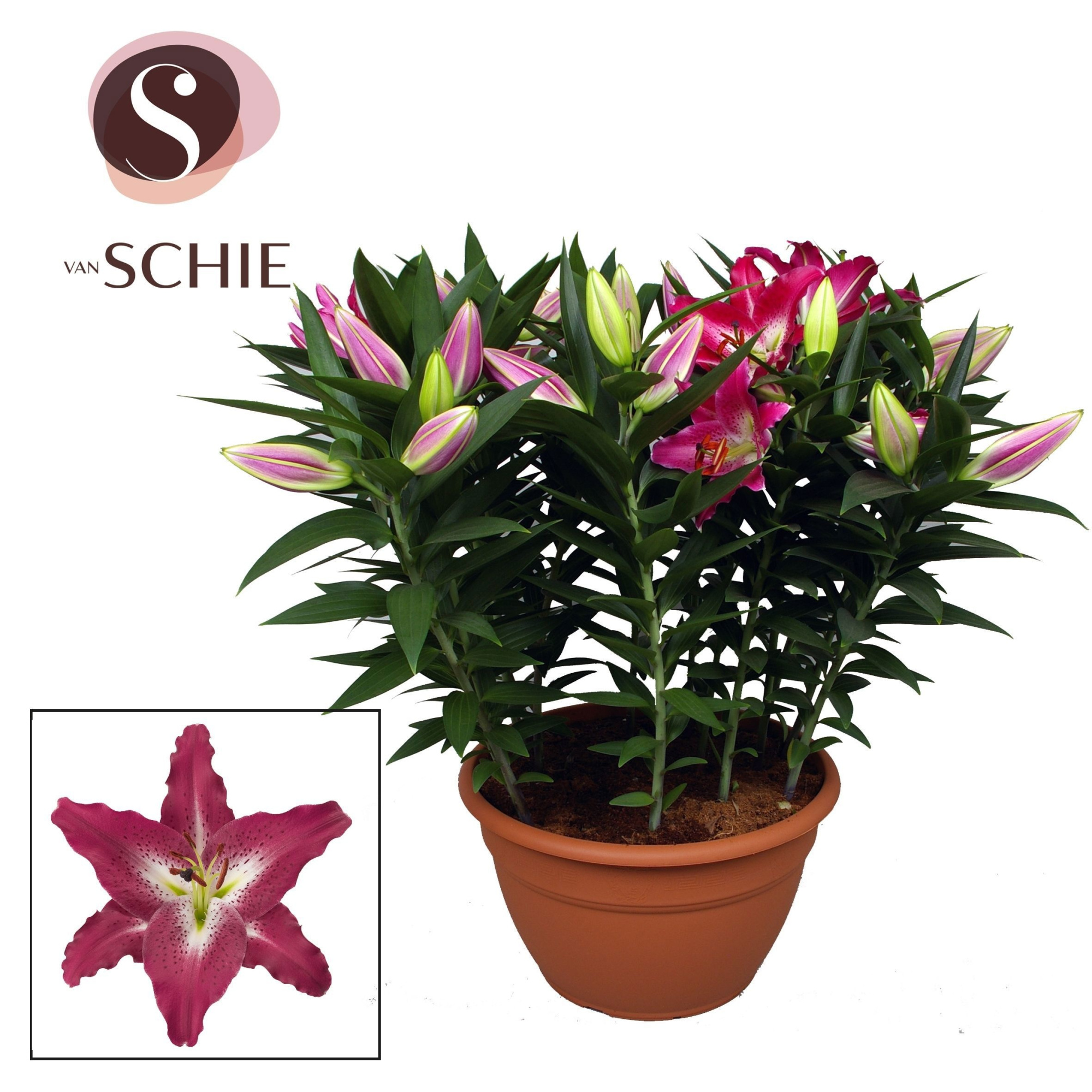 Or Entertainer XL 15pp, D 35