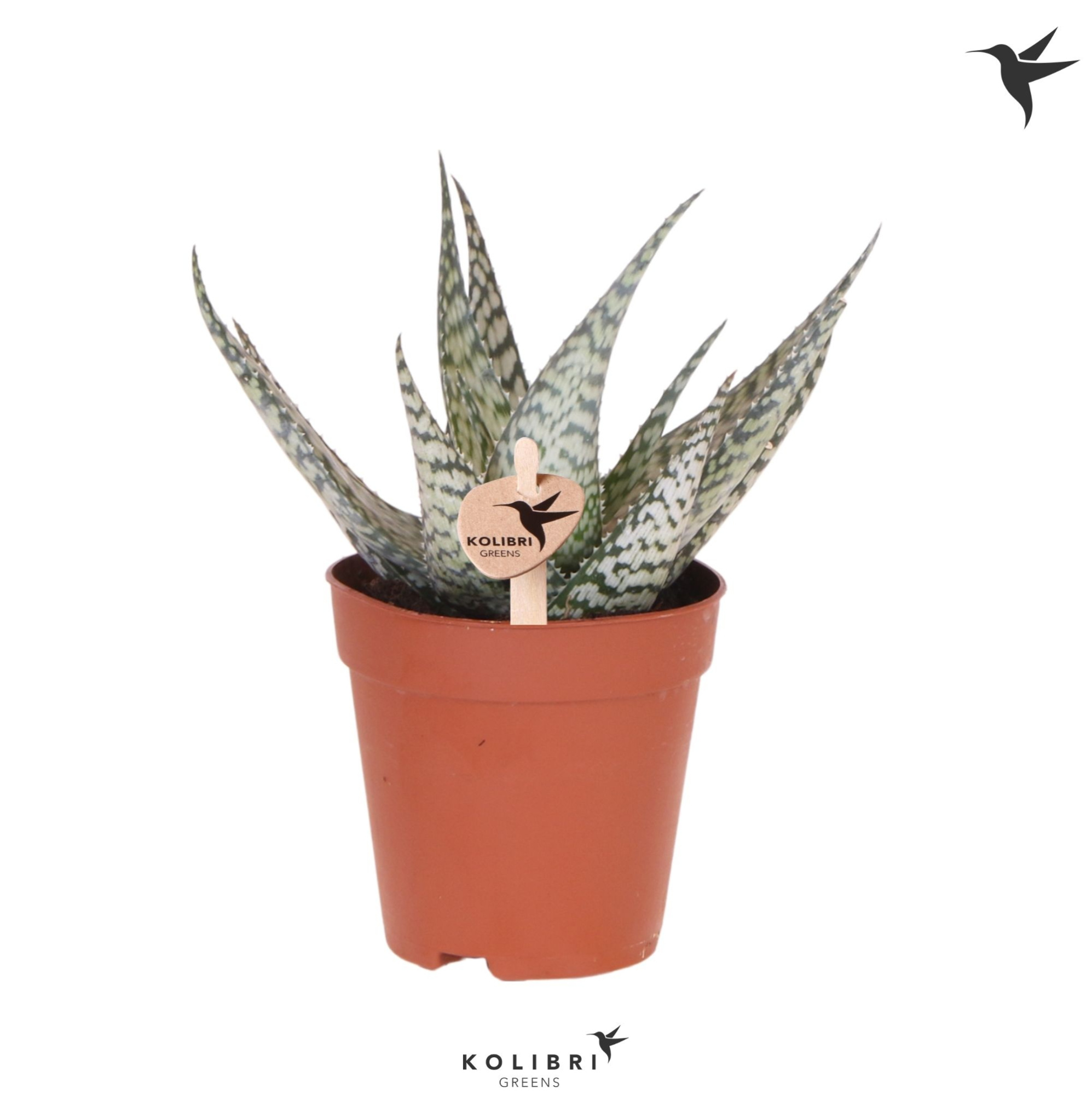 Kolibri Greens Succulenten Aloë Bronze Lizard, D 9 cm