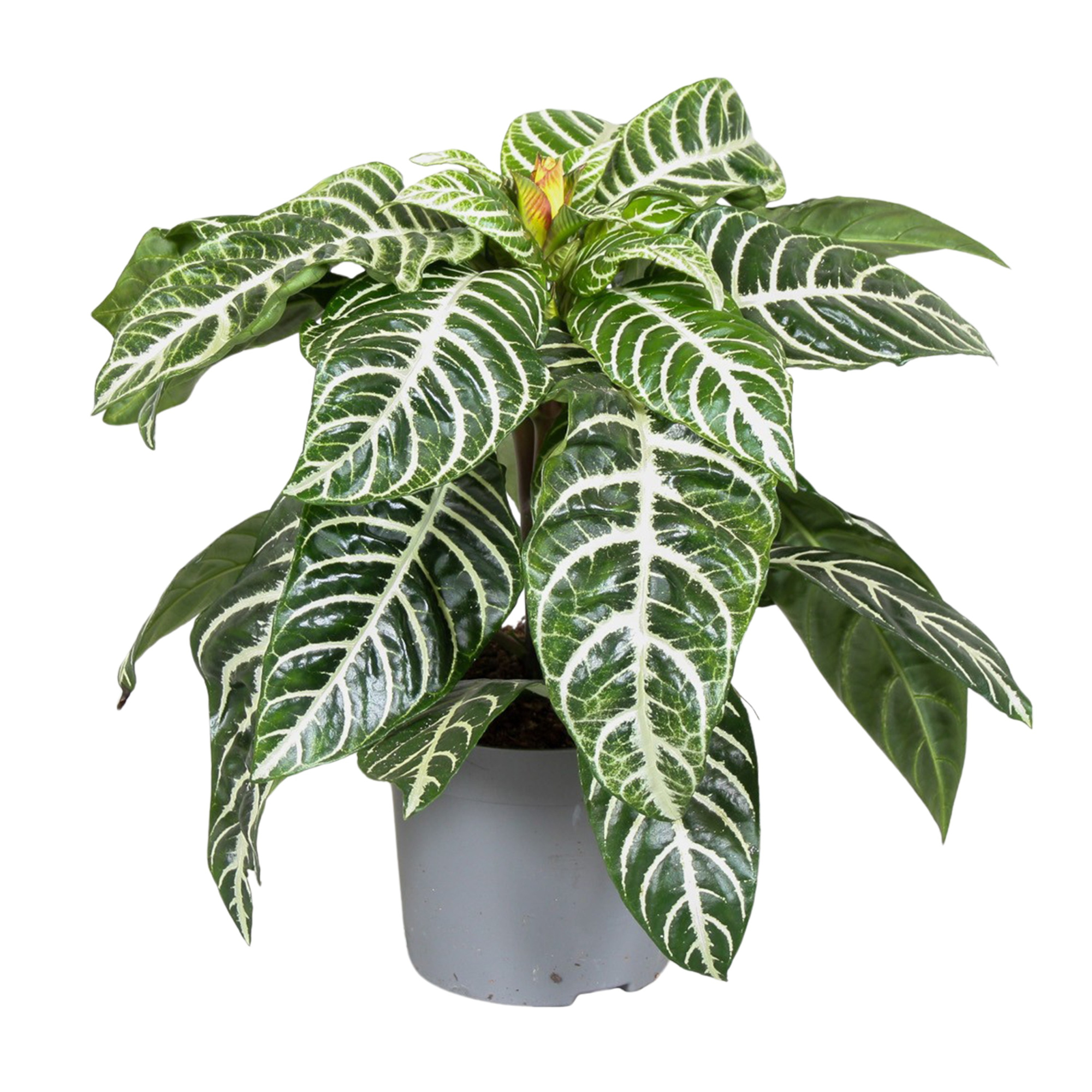 Aphelandra Squarrosa, D 13