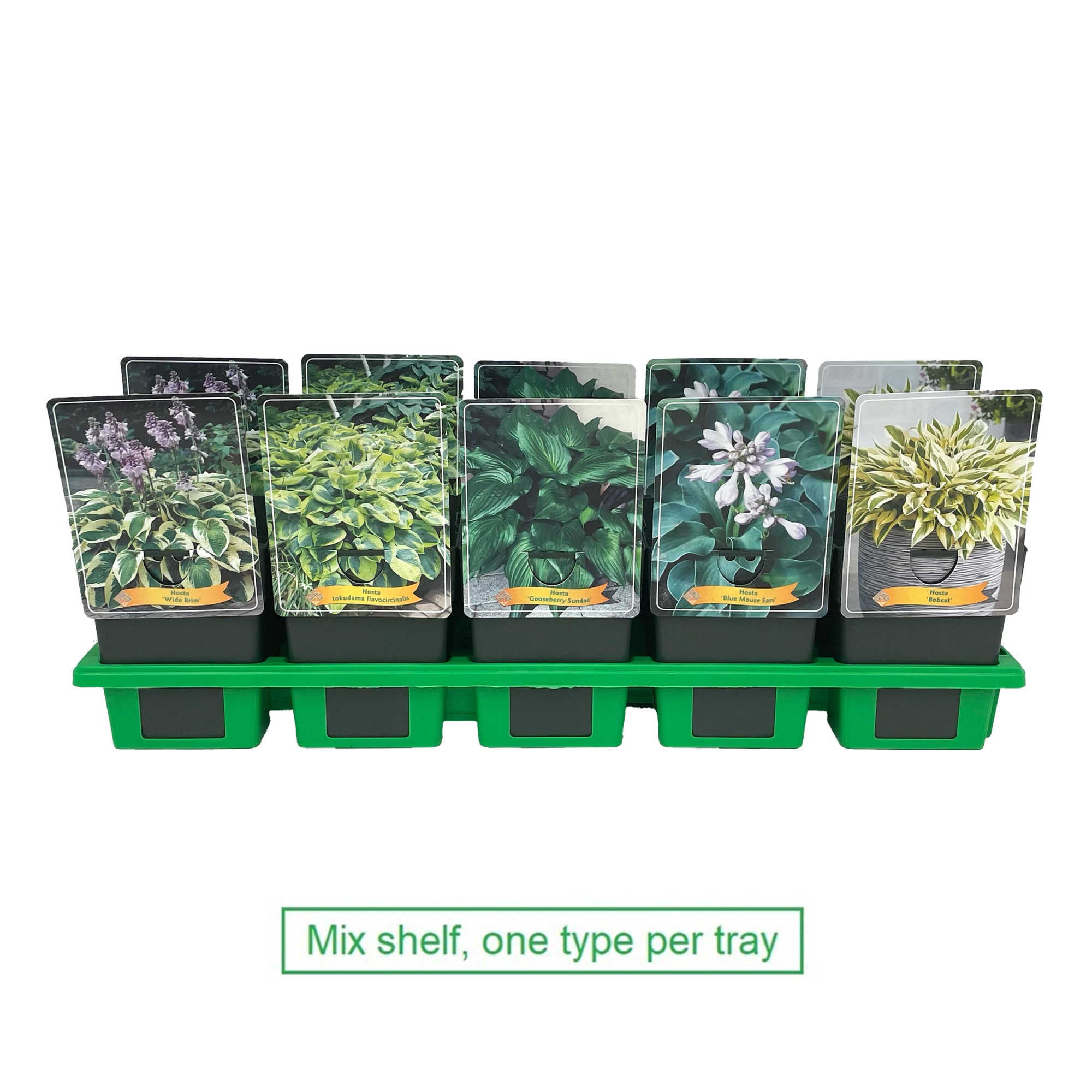 Hosta mix laag P11, D 11