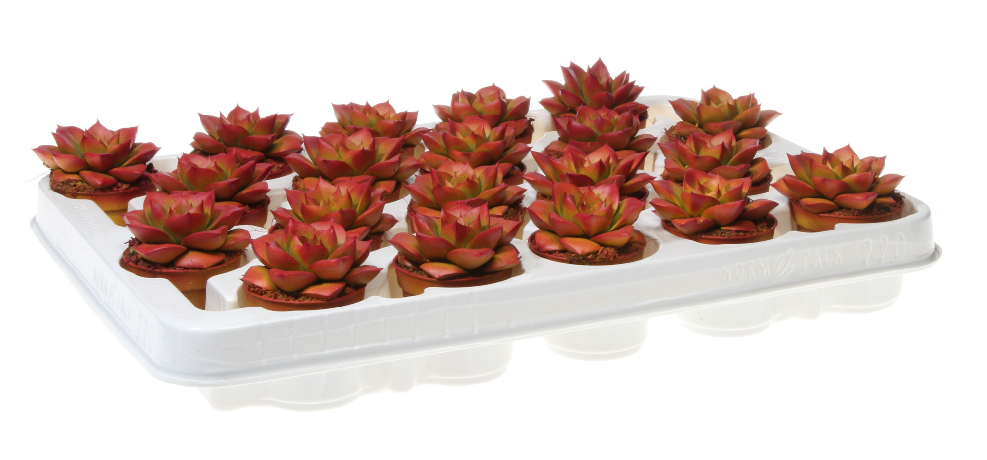 Rainbow purper zalm, D 5,5