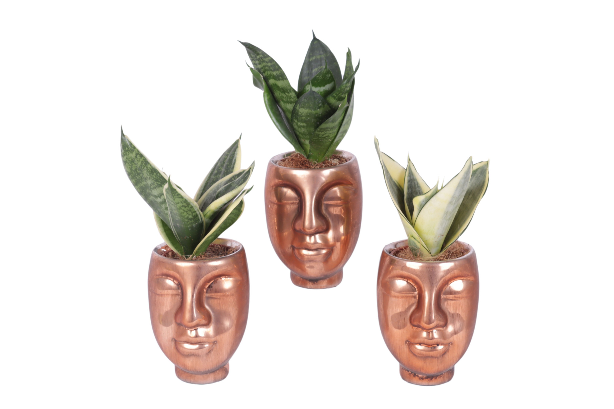 Sansevieria trif. Mix pot ø06cm Ceramic Face Pot Bronze Ø09cm, D 9