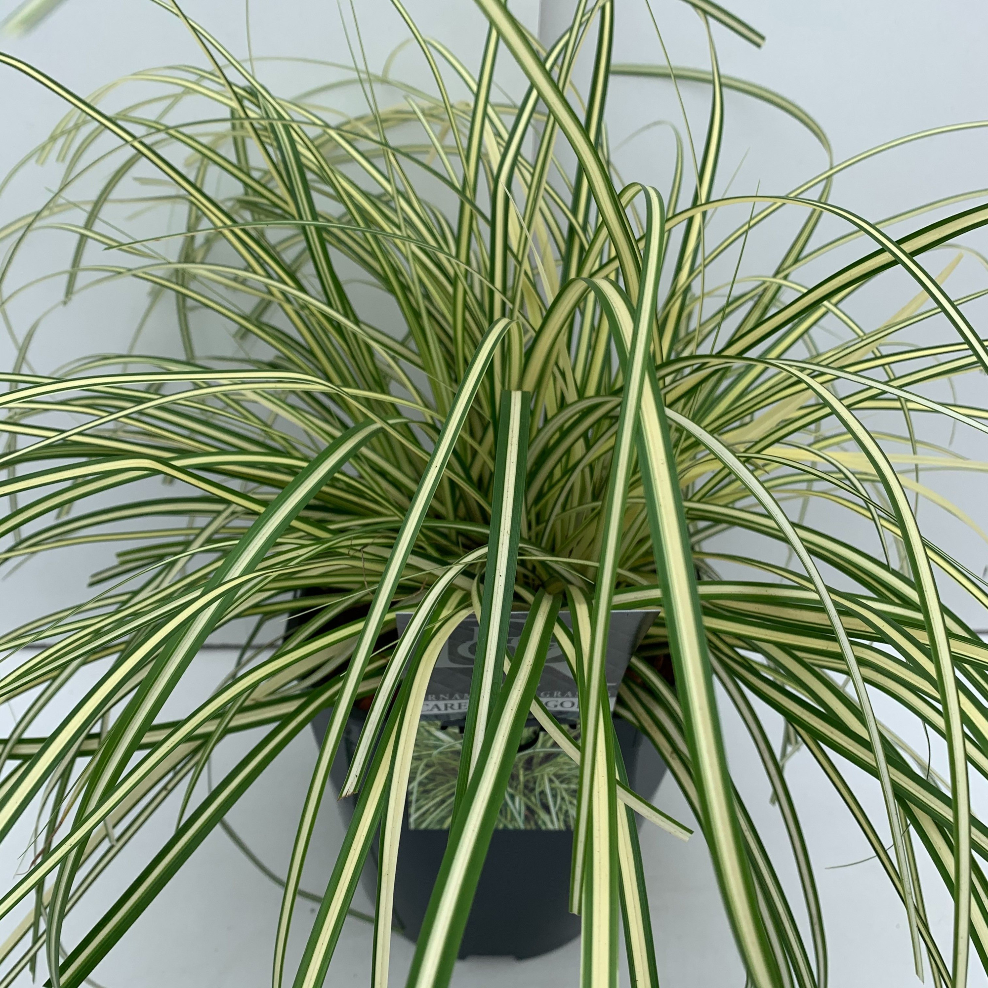 Carex 'Evergold', D 23 cm