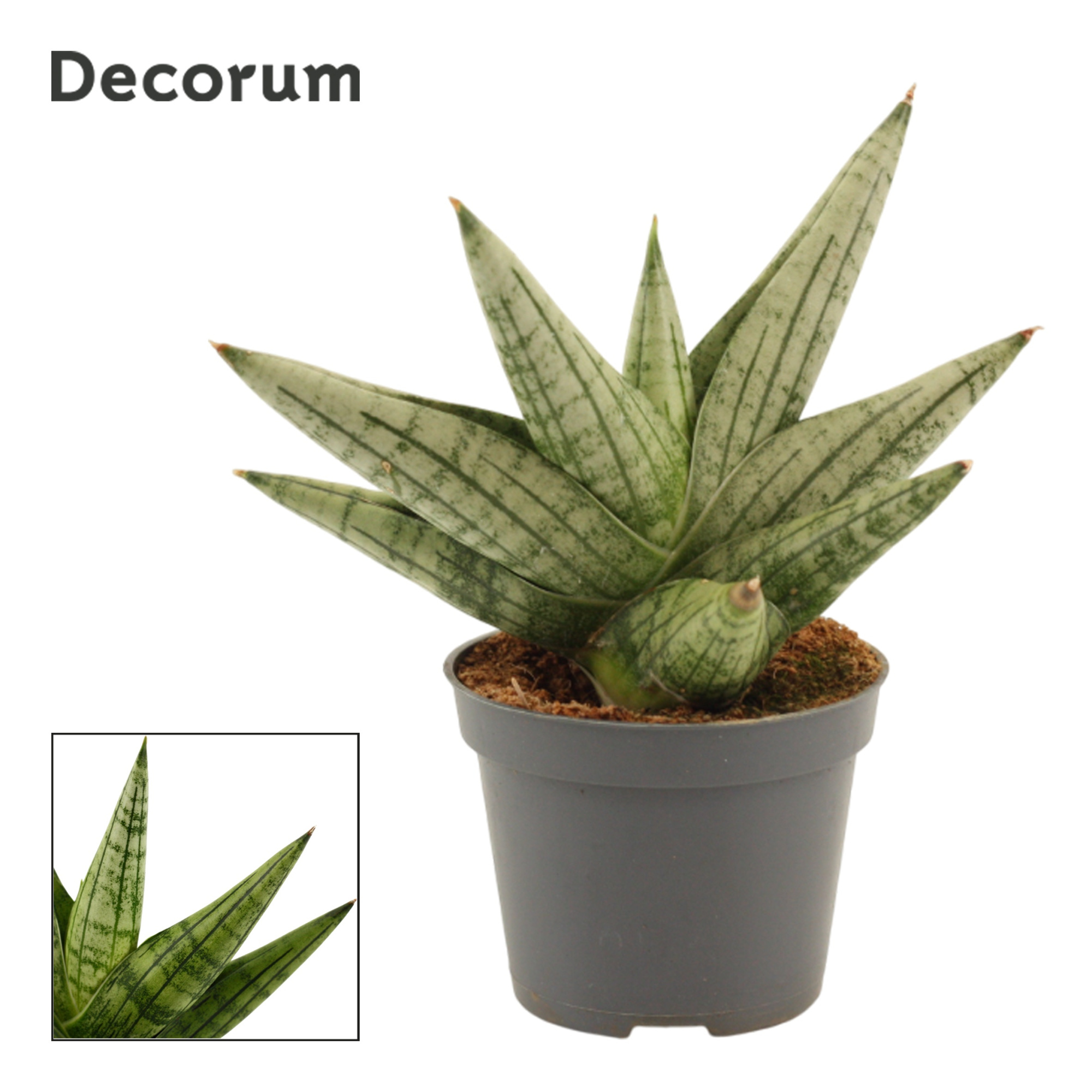 Sansevieria Yaya Fan 6 cm (Decorum), D 6 cm