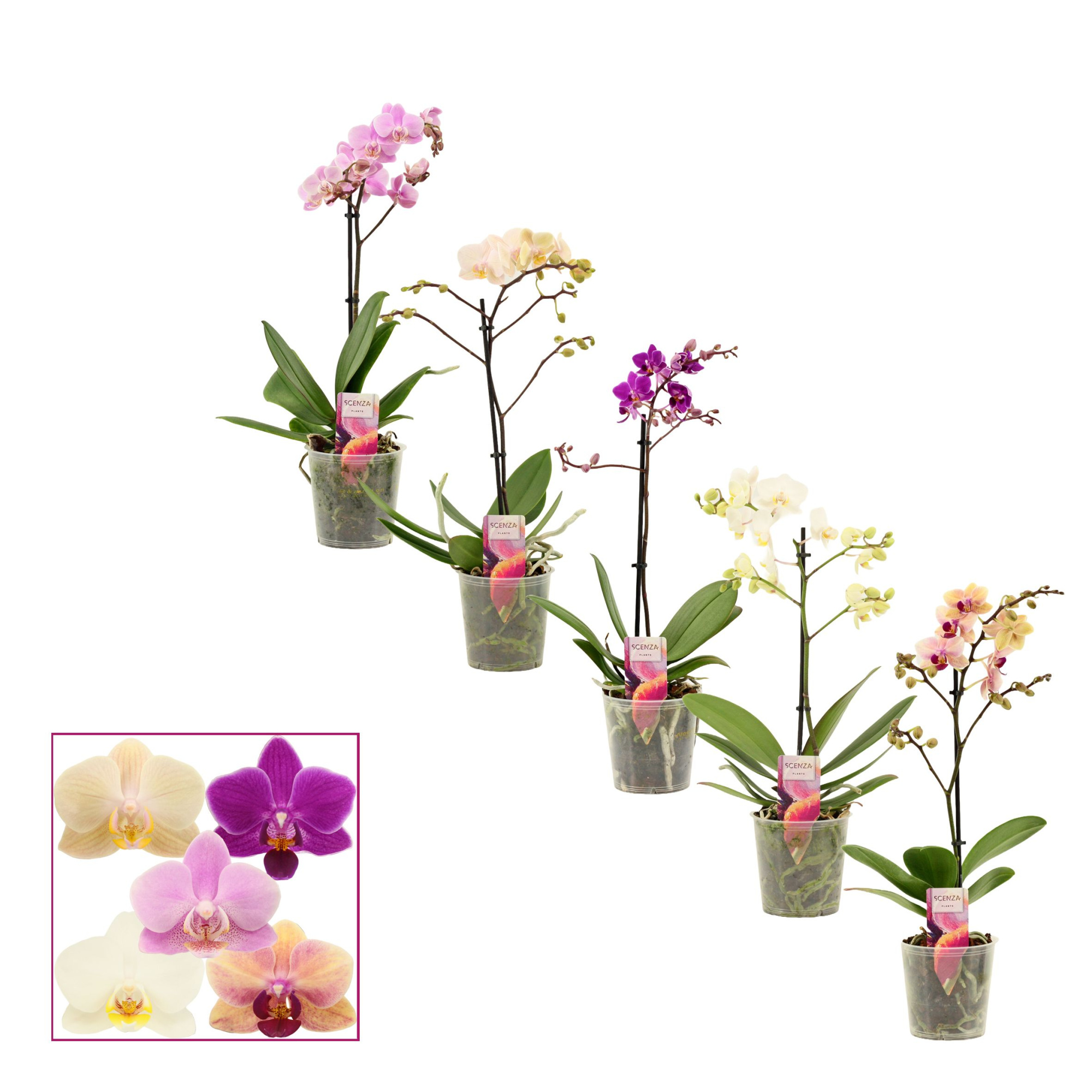 Phalaenopsis multiflora 1 tak mix, D 12 cm