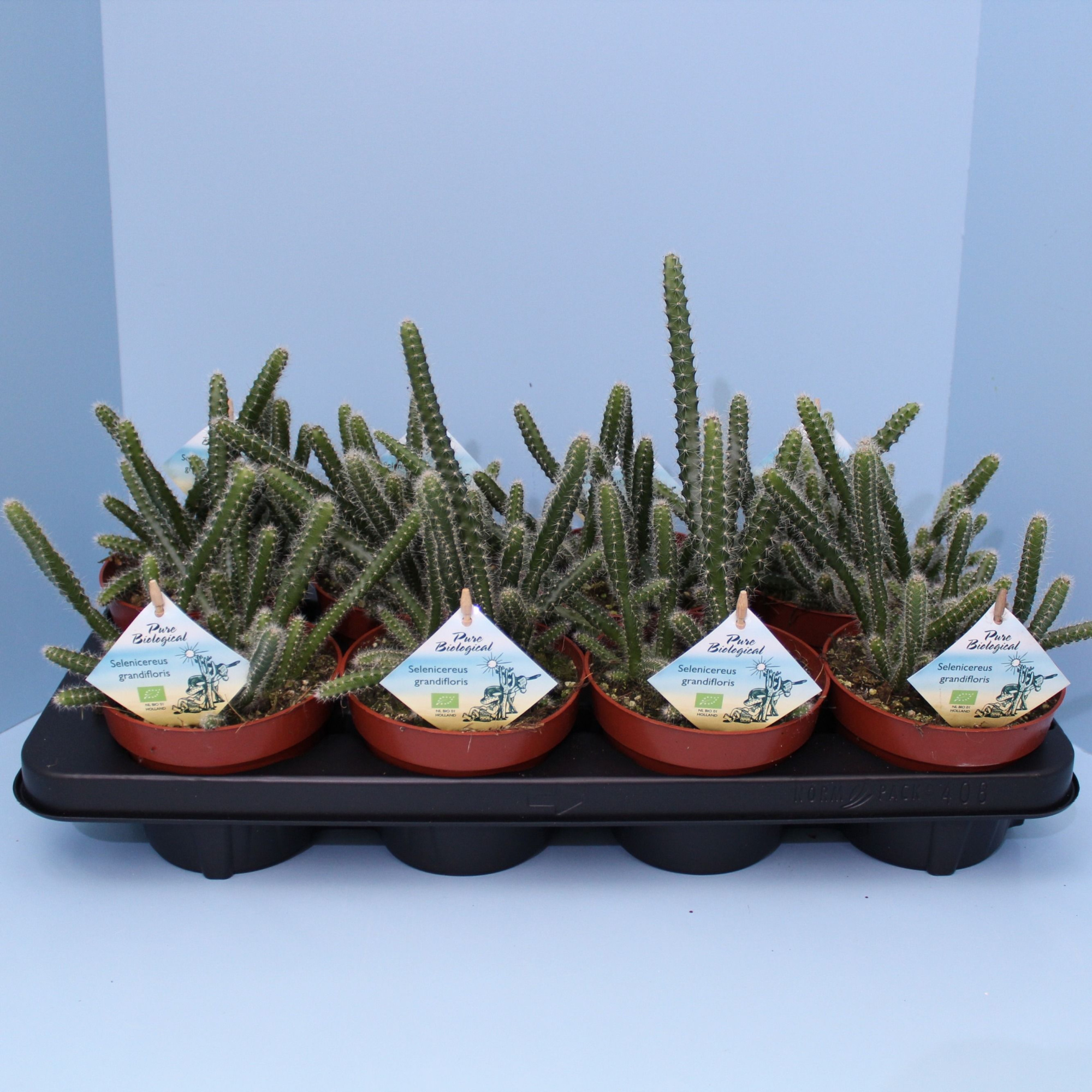 Bio Selenicereus grandiflorus 650-KvdN13, D 13 cm