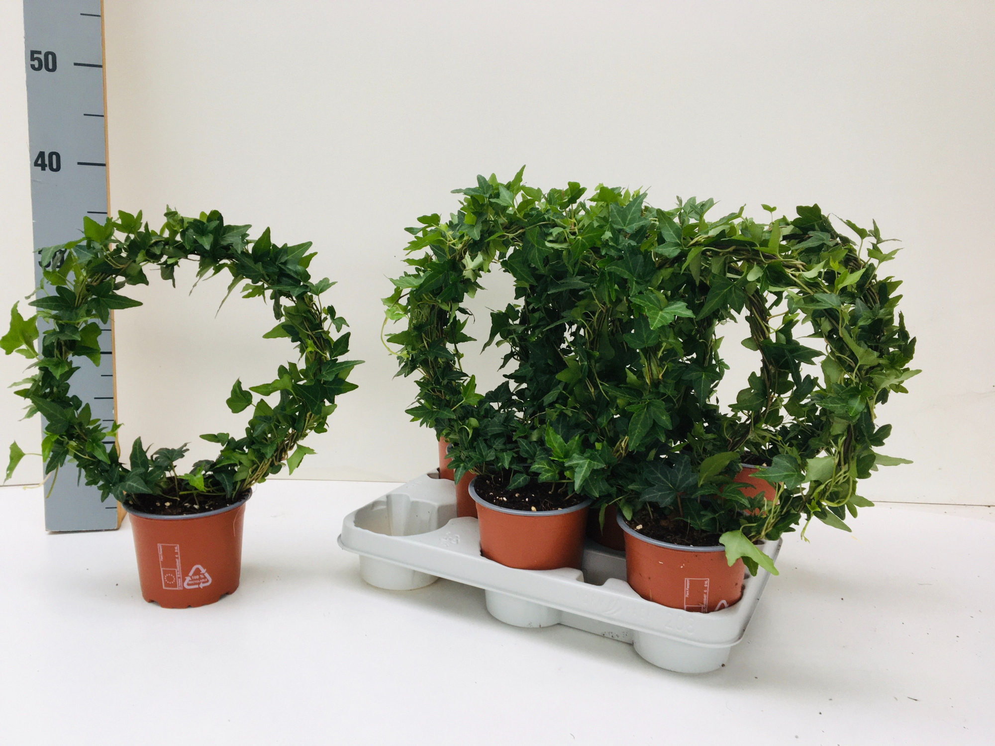 Hedera Shamrock Boog 35cm, D 12 cm